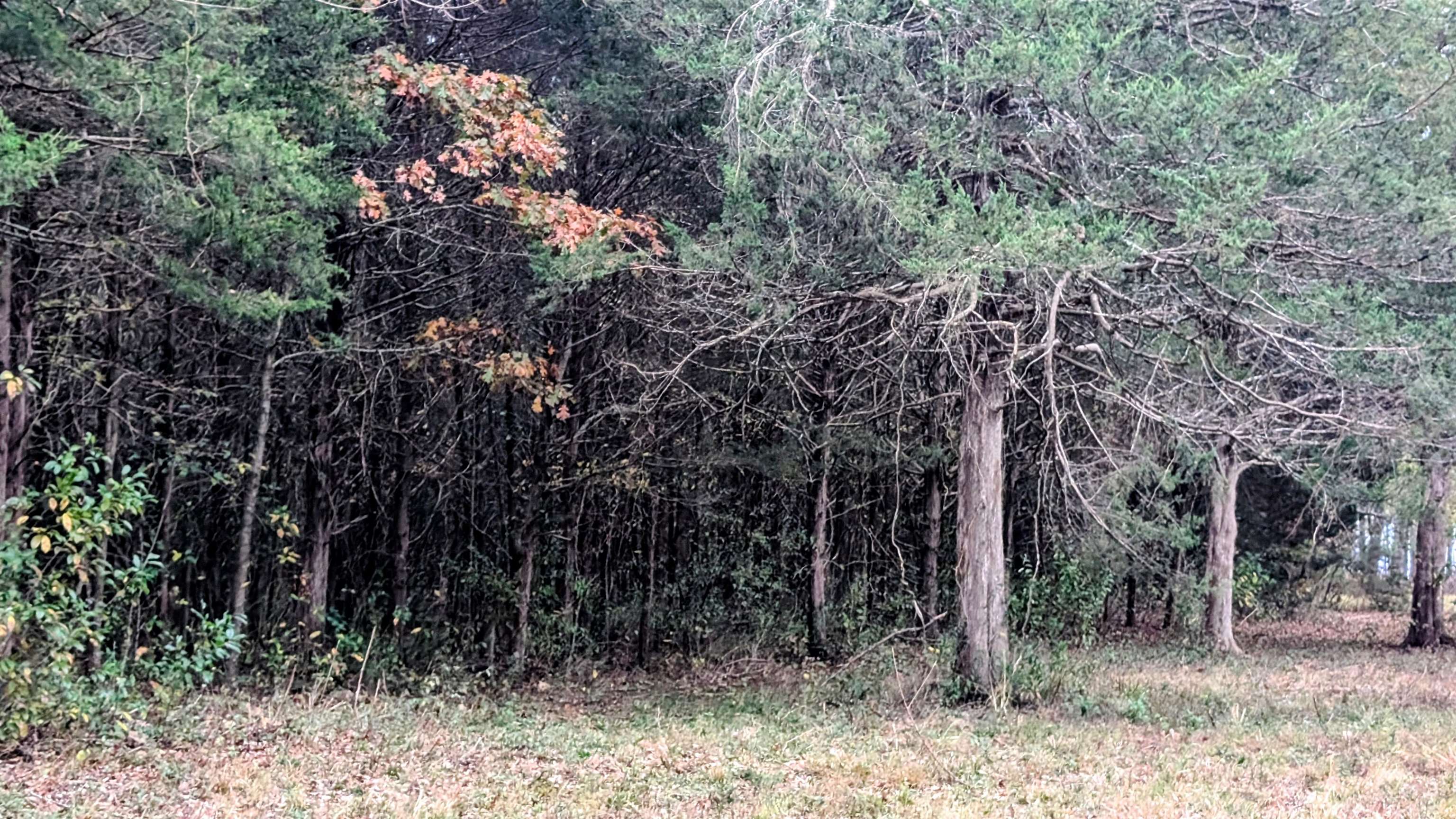 1805 Fox Point Property Photo 14