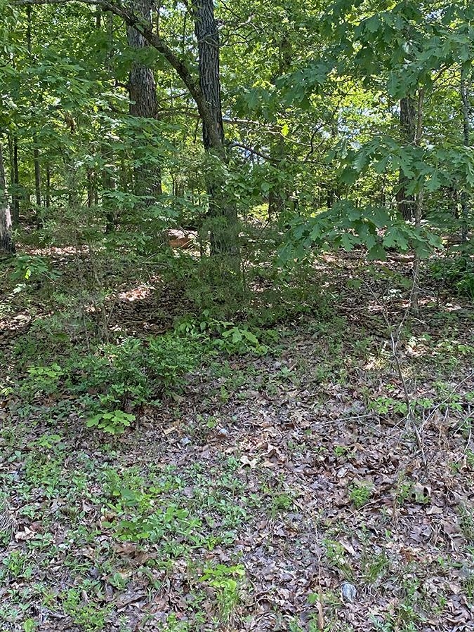 Alamo Trail Property Photo 3