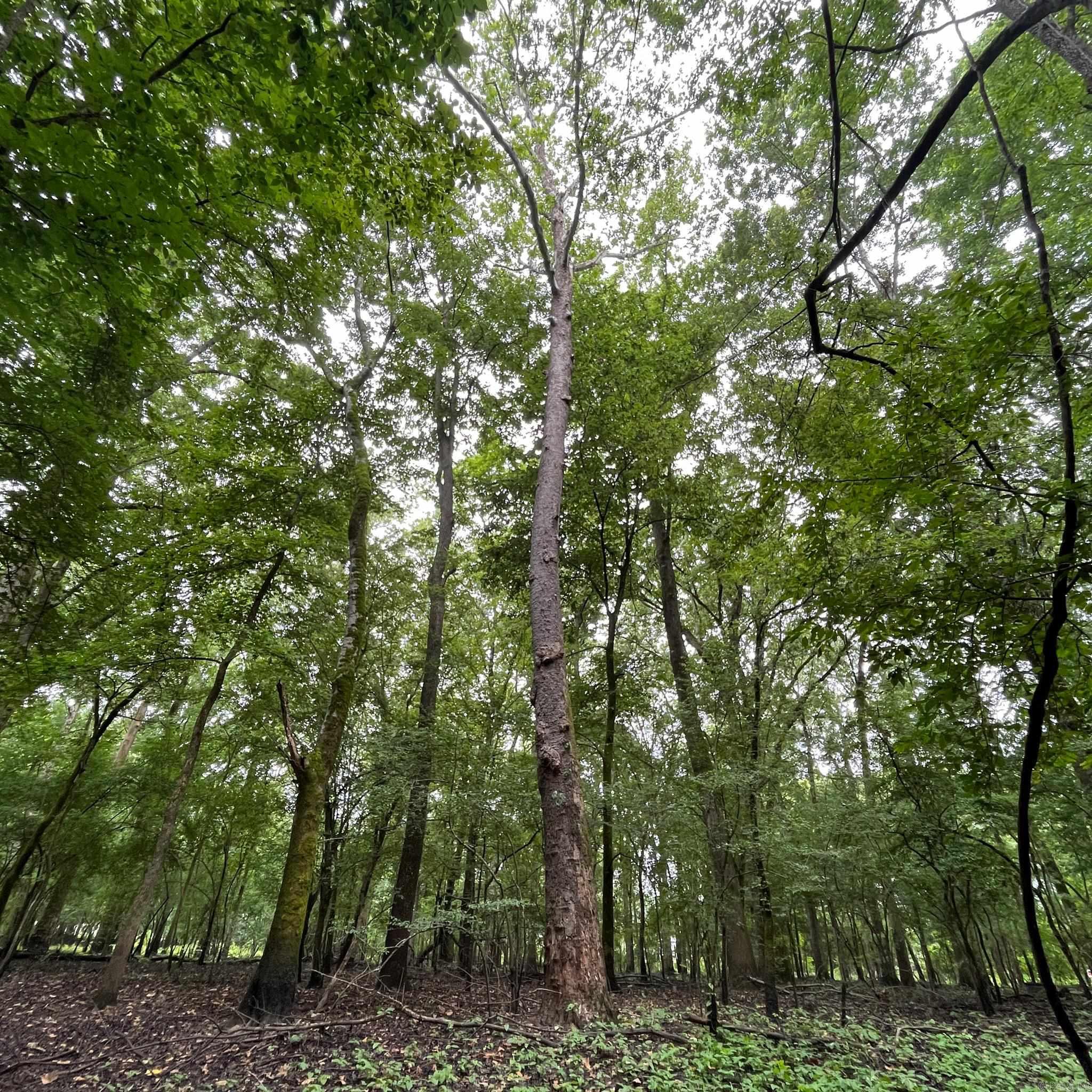 Lower Maddox Bay Rd. Property Photo 12