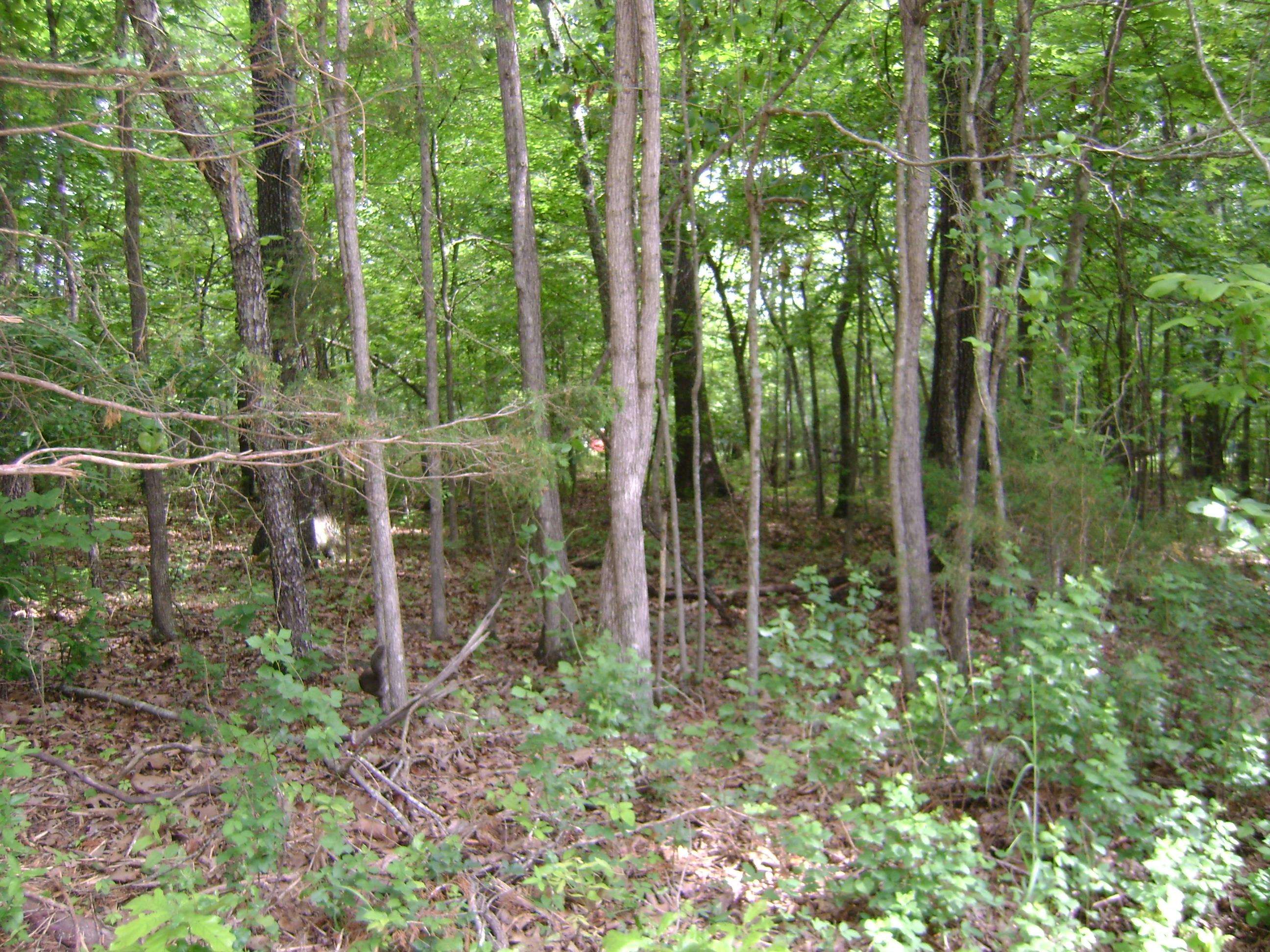 206 & 208 Wedge Road Property Photo 7