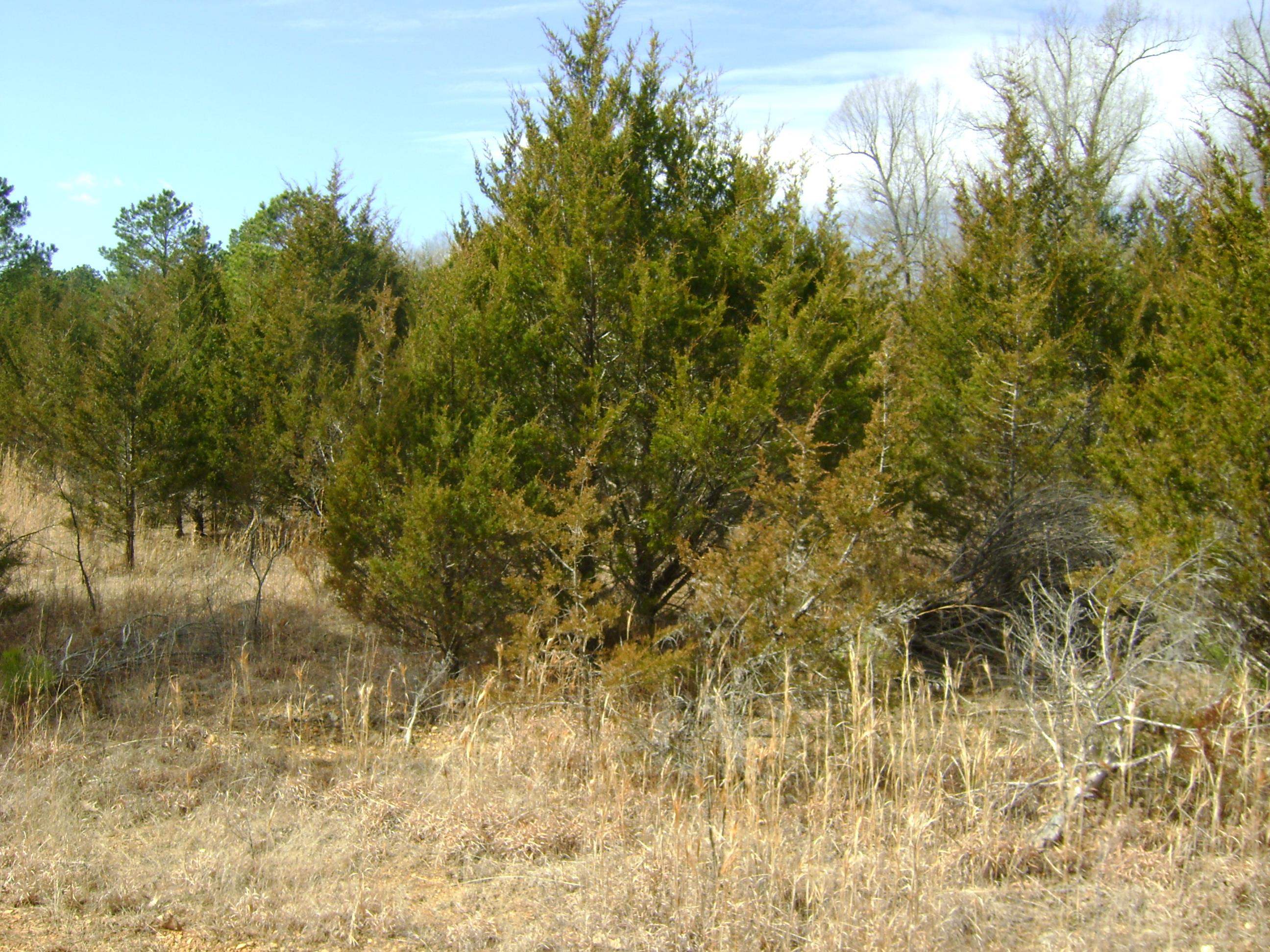 206 & 208 Wedge Road Property Photo 16