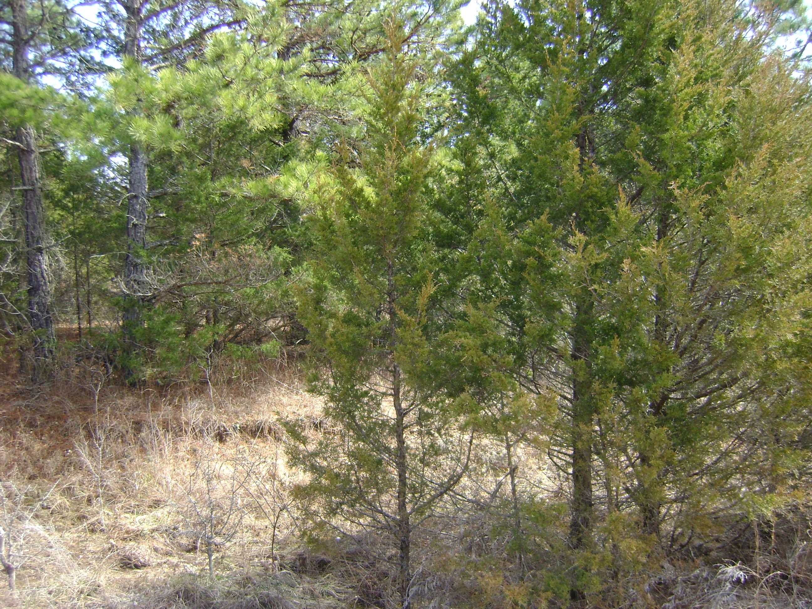 206 & 208 Wedge Road Property Photo 19