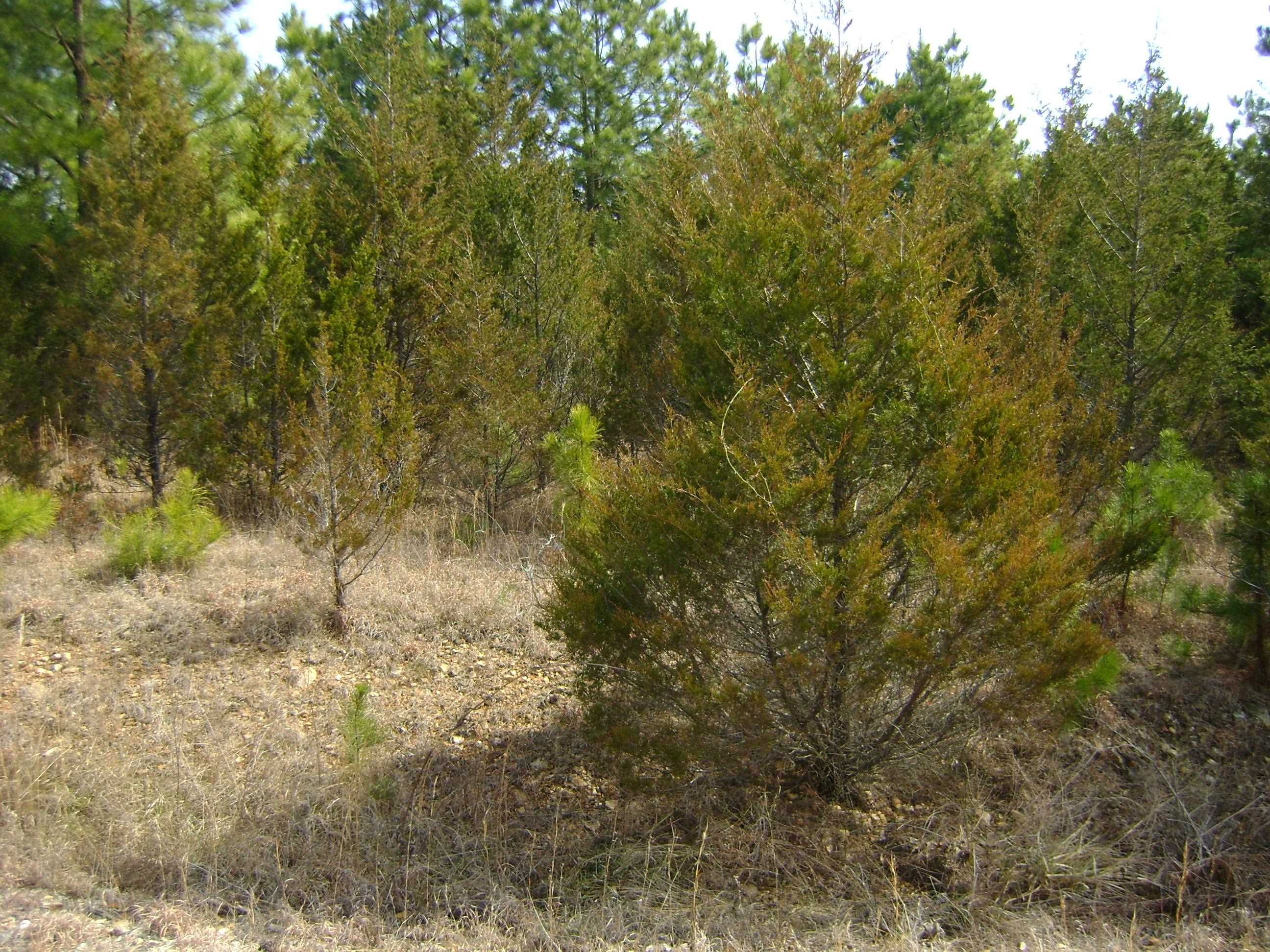 206 & 208 Wedge Road Property Photo 20