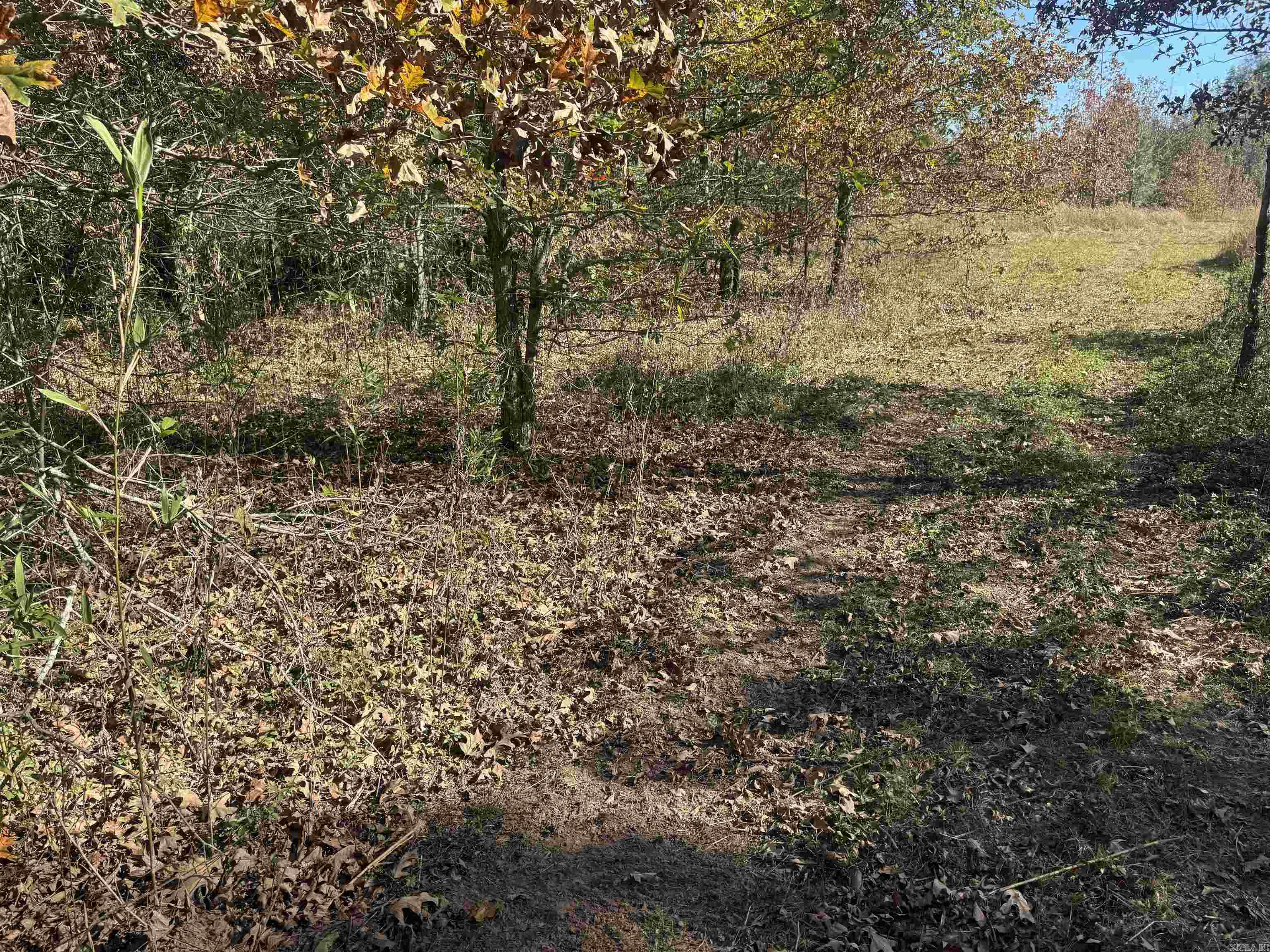000 Alex Brown Rd Property Photo 13