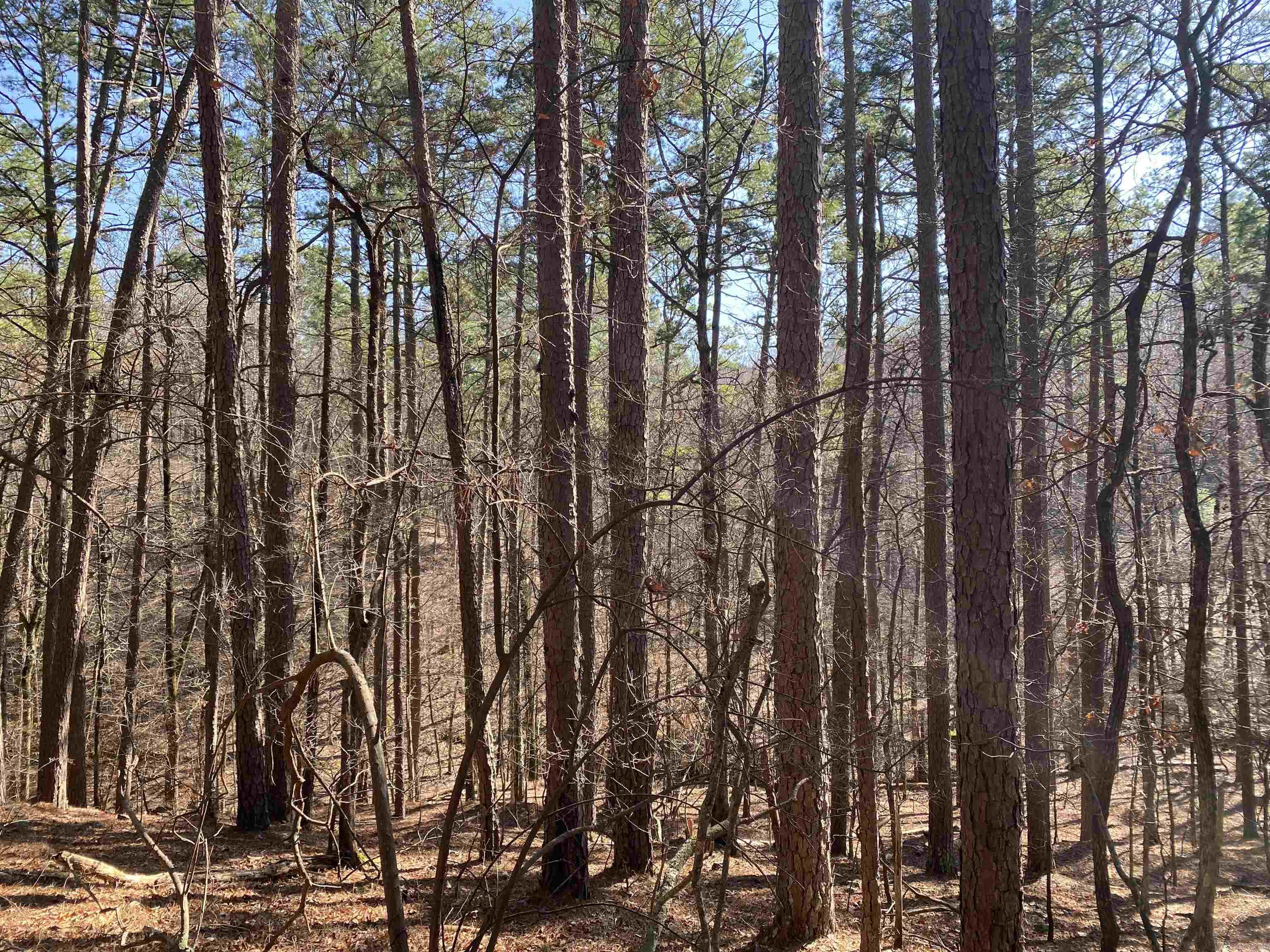 16 Hillside Trail Property Photo 3