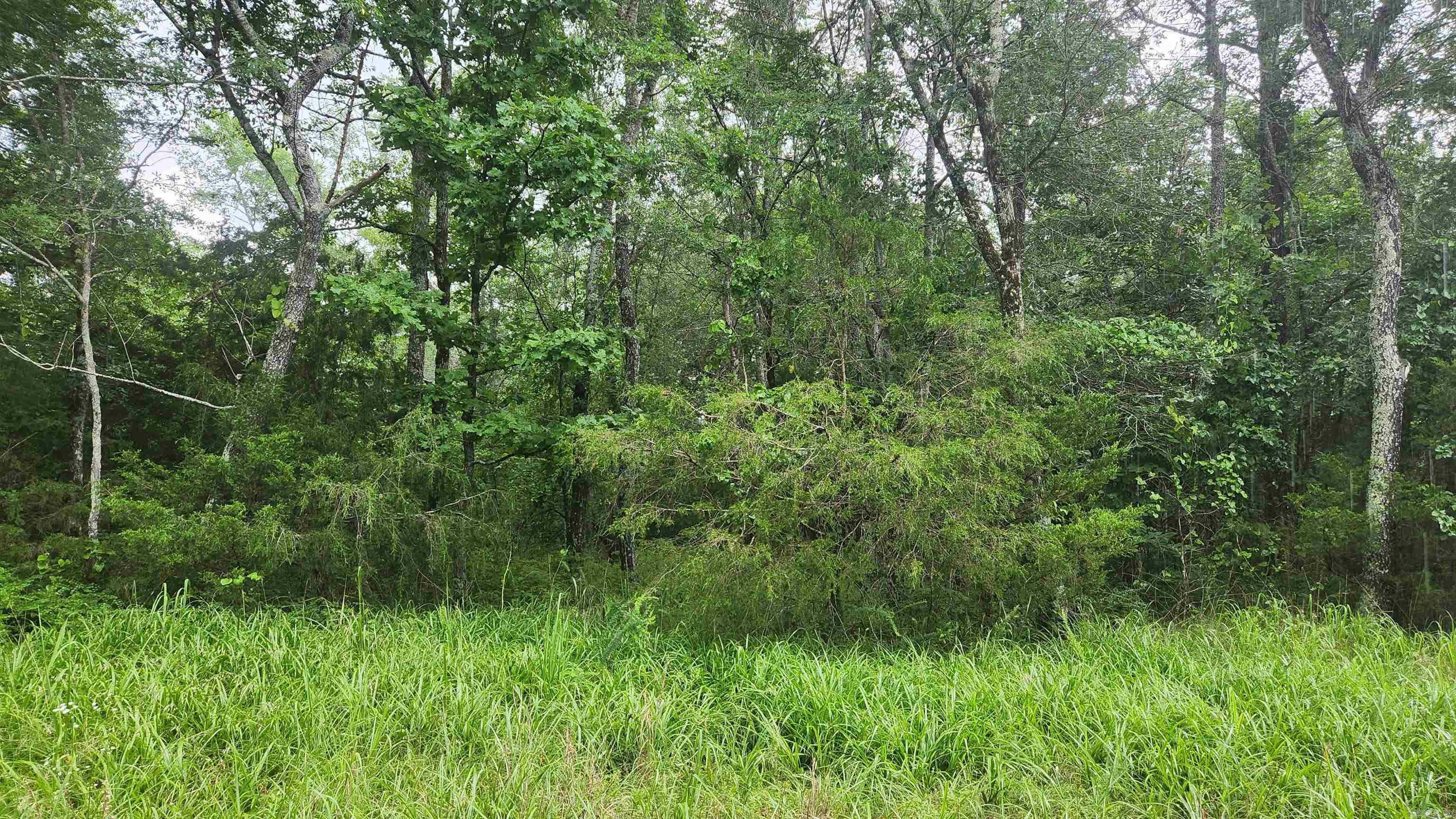 Tbd Markerville Road Property Photo 11