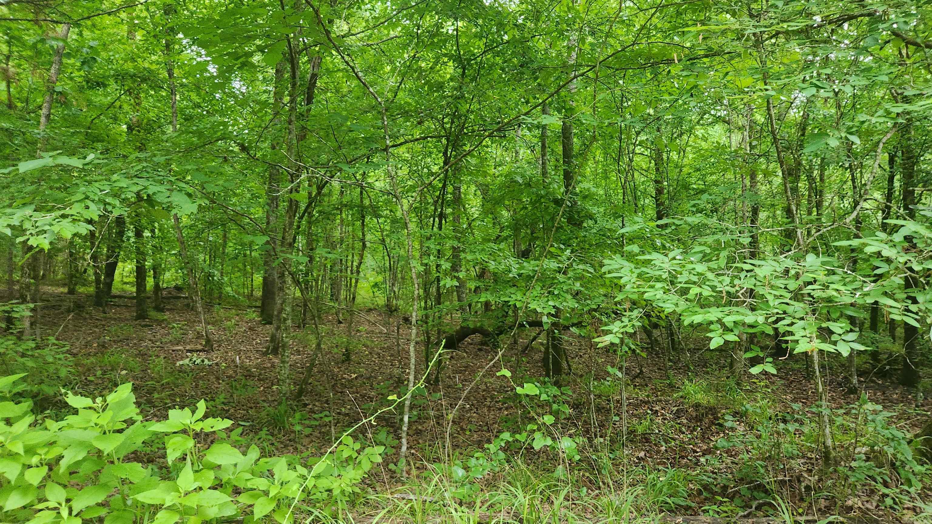 Tbd Markerville Road Property Photo 12