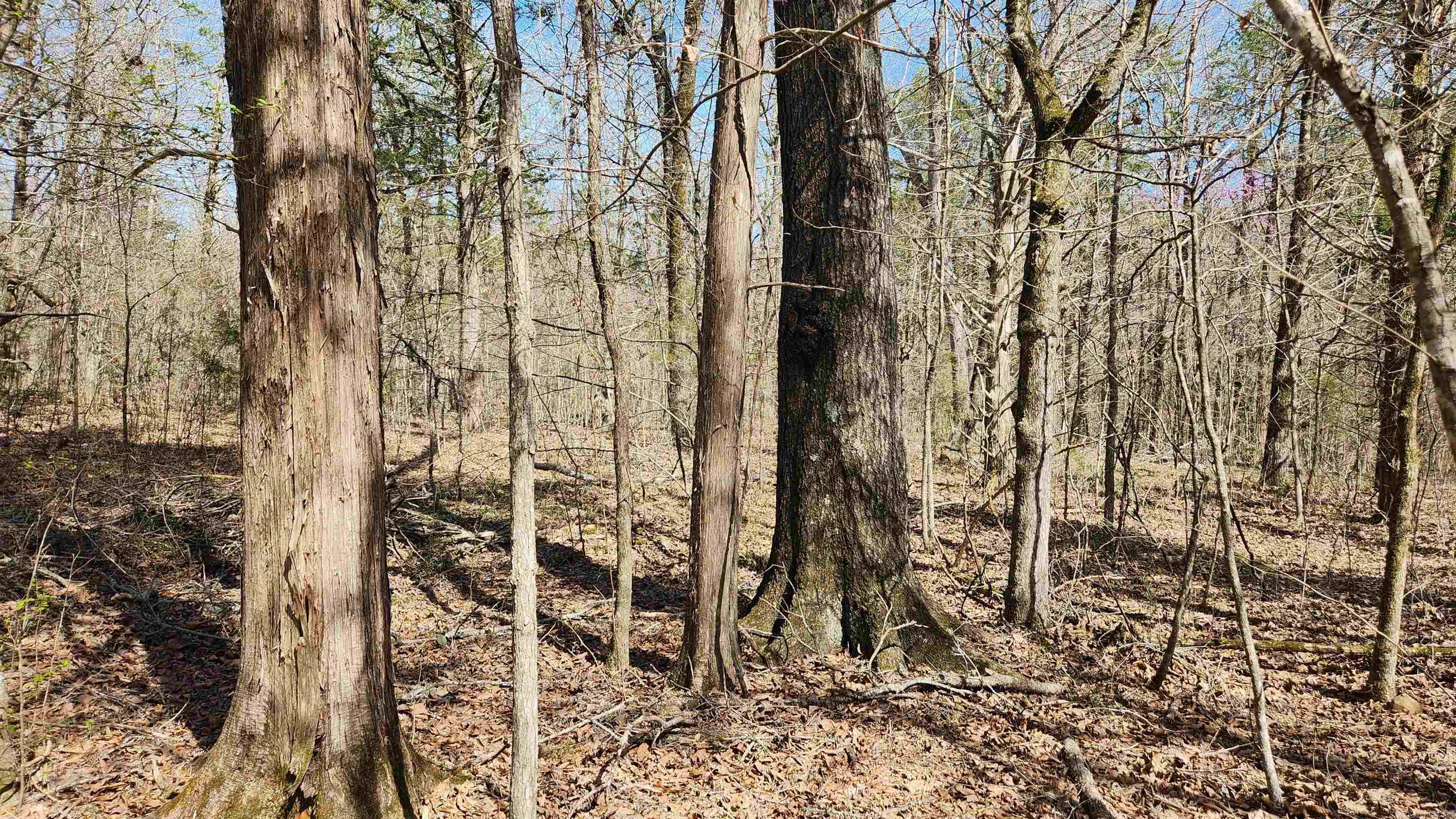 Tbd Markerville Road Property Photo 34