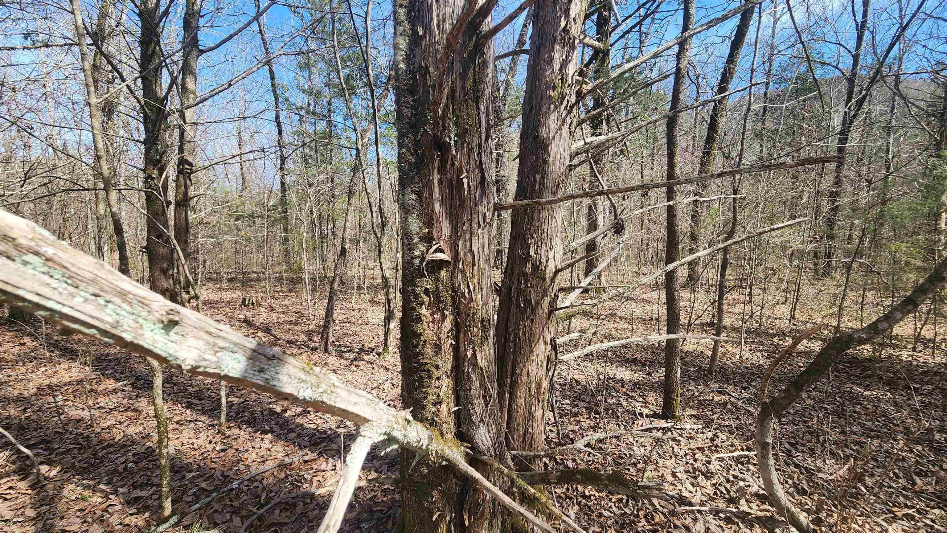Tbd Markerville Road Property Photo 36