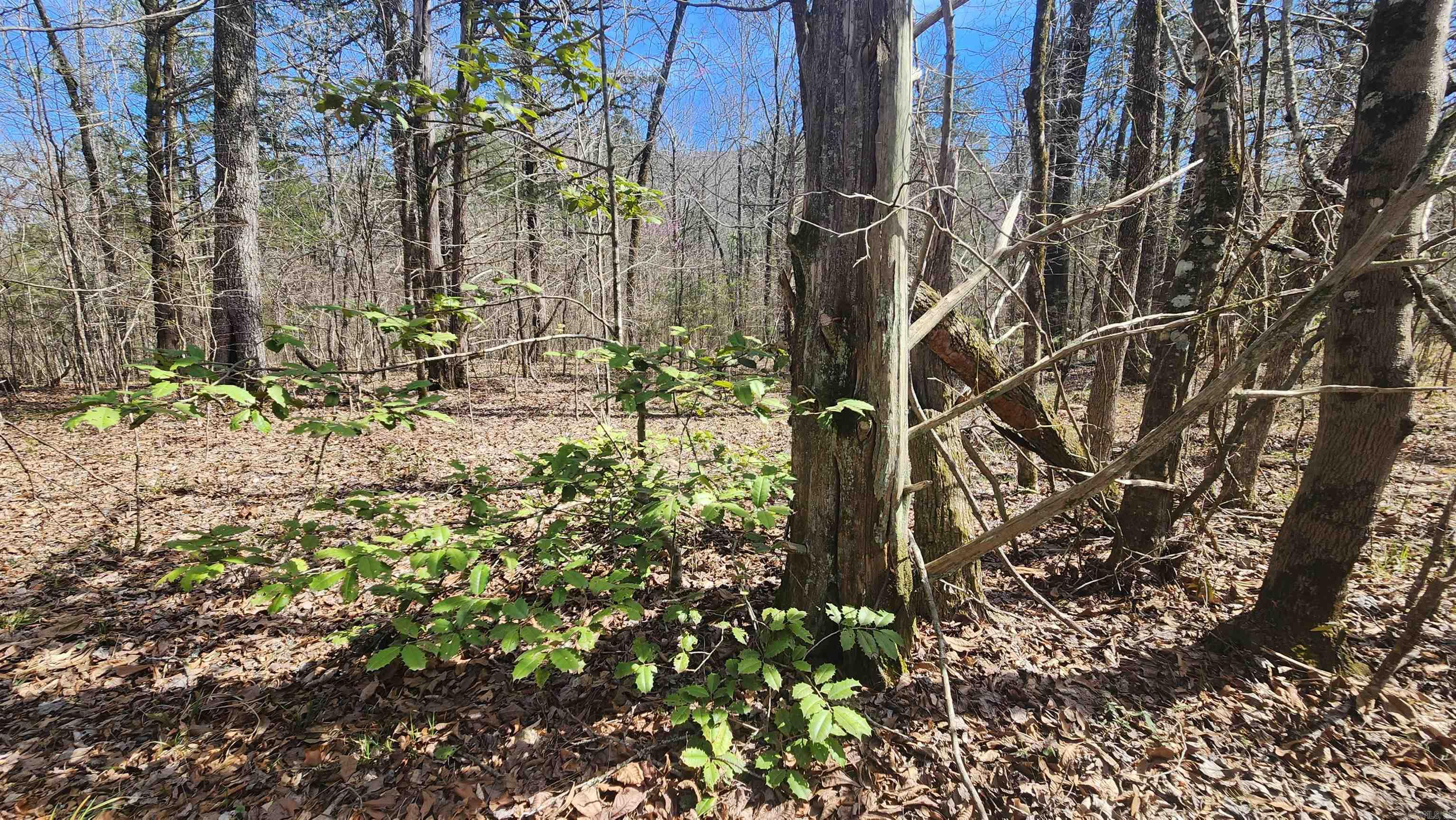 Tbd Markerville Road Property Photo 45