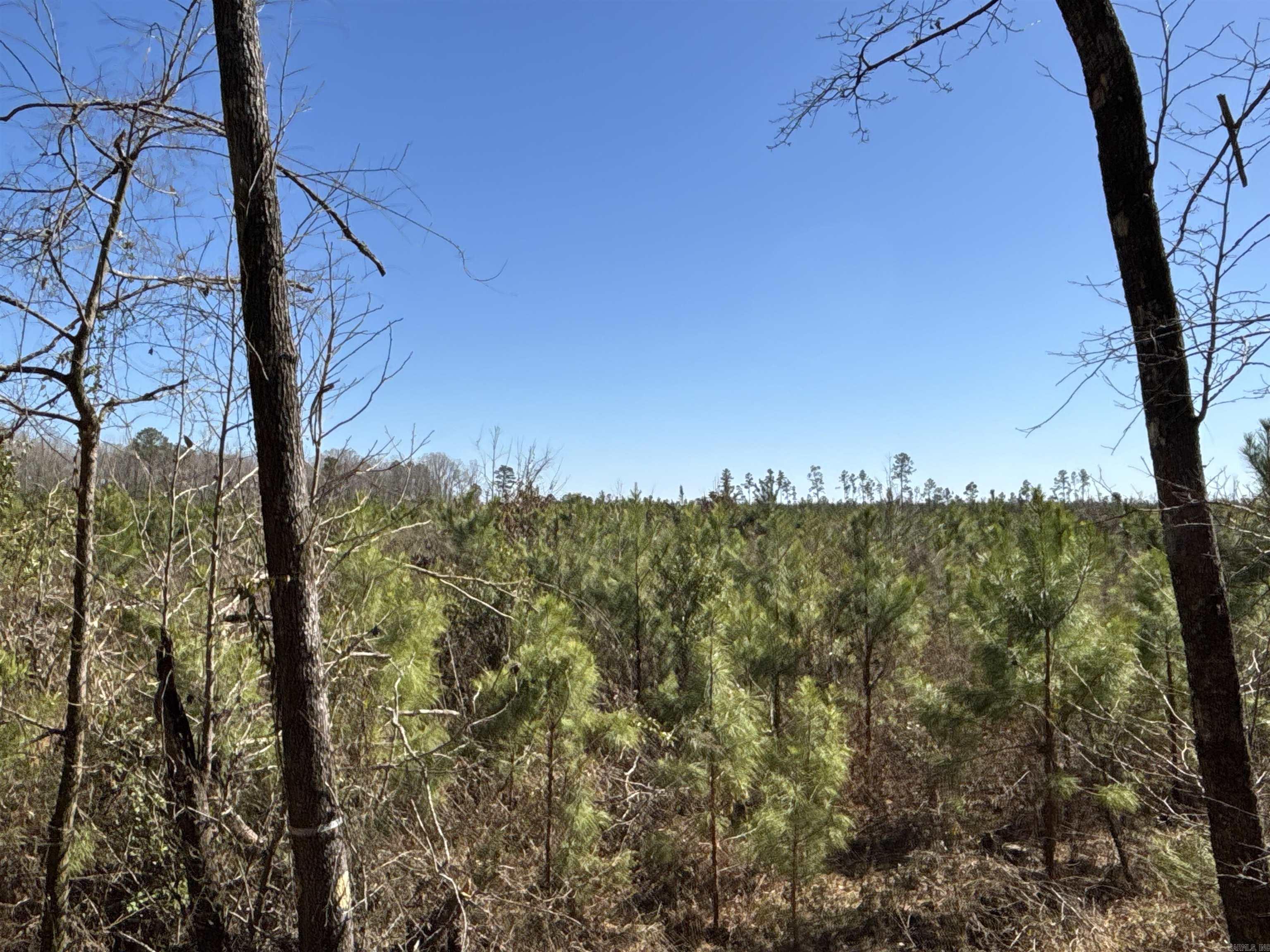1 Palmetto Rd Property Photo 3