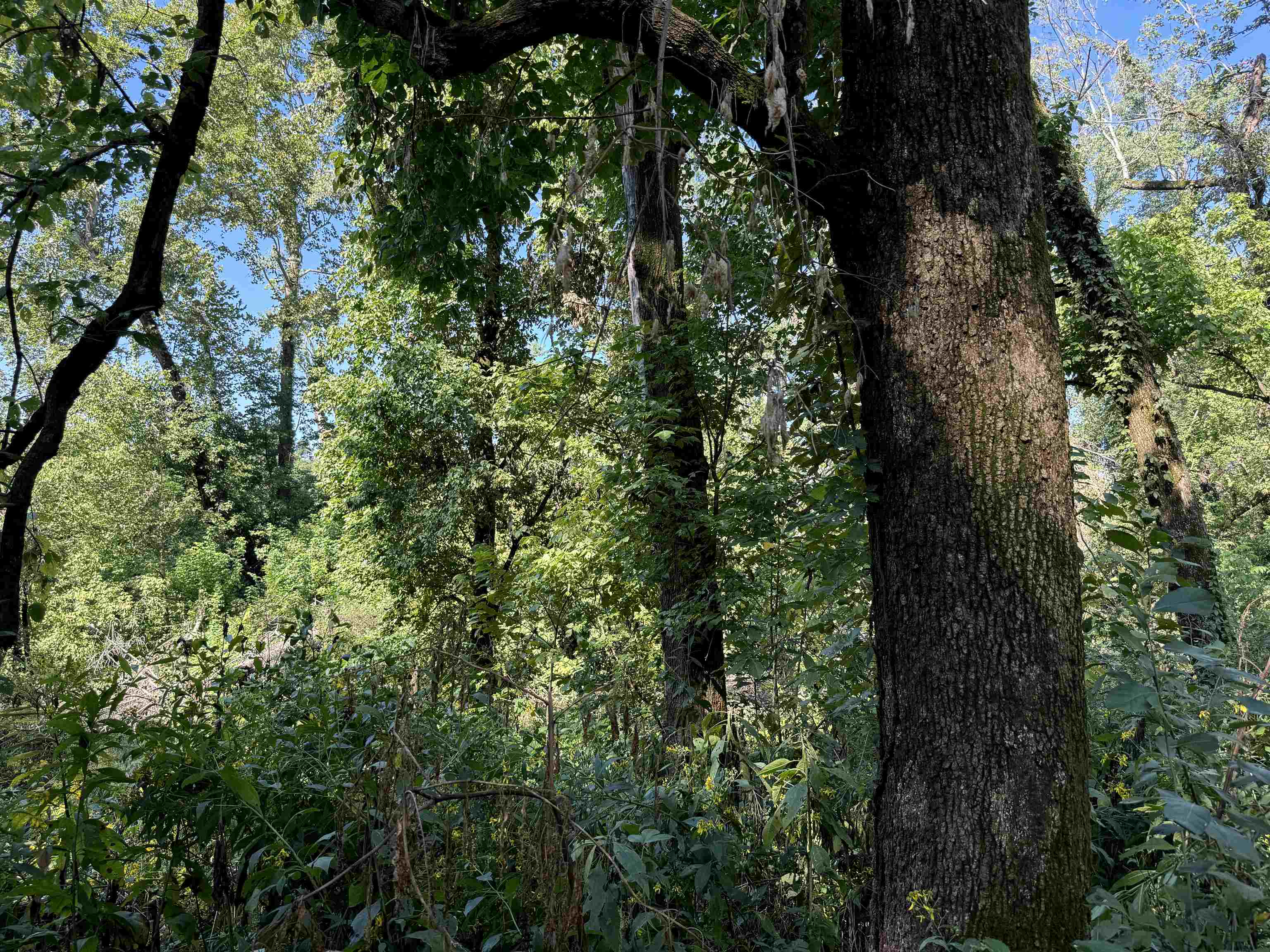 Tbd River Trace Property Photo 10
