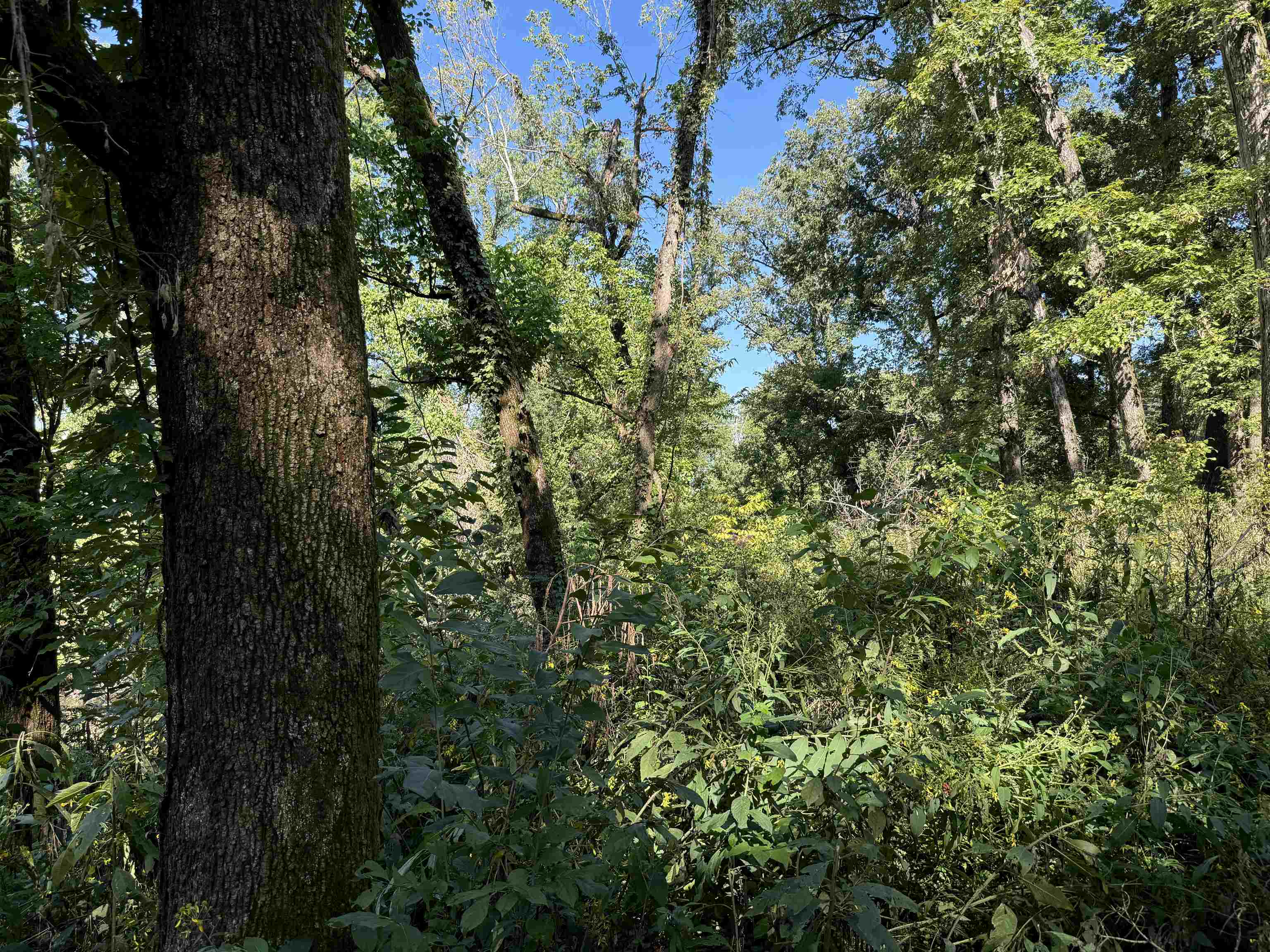 Tbd River Trace Property Photo 11