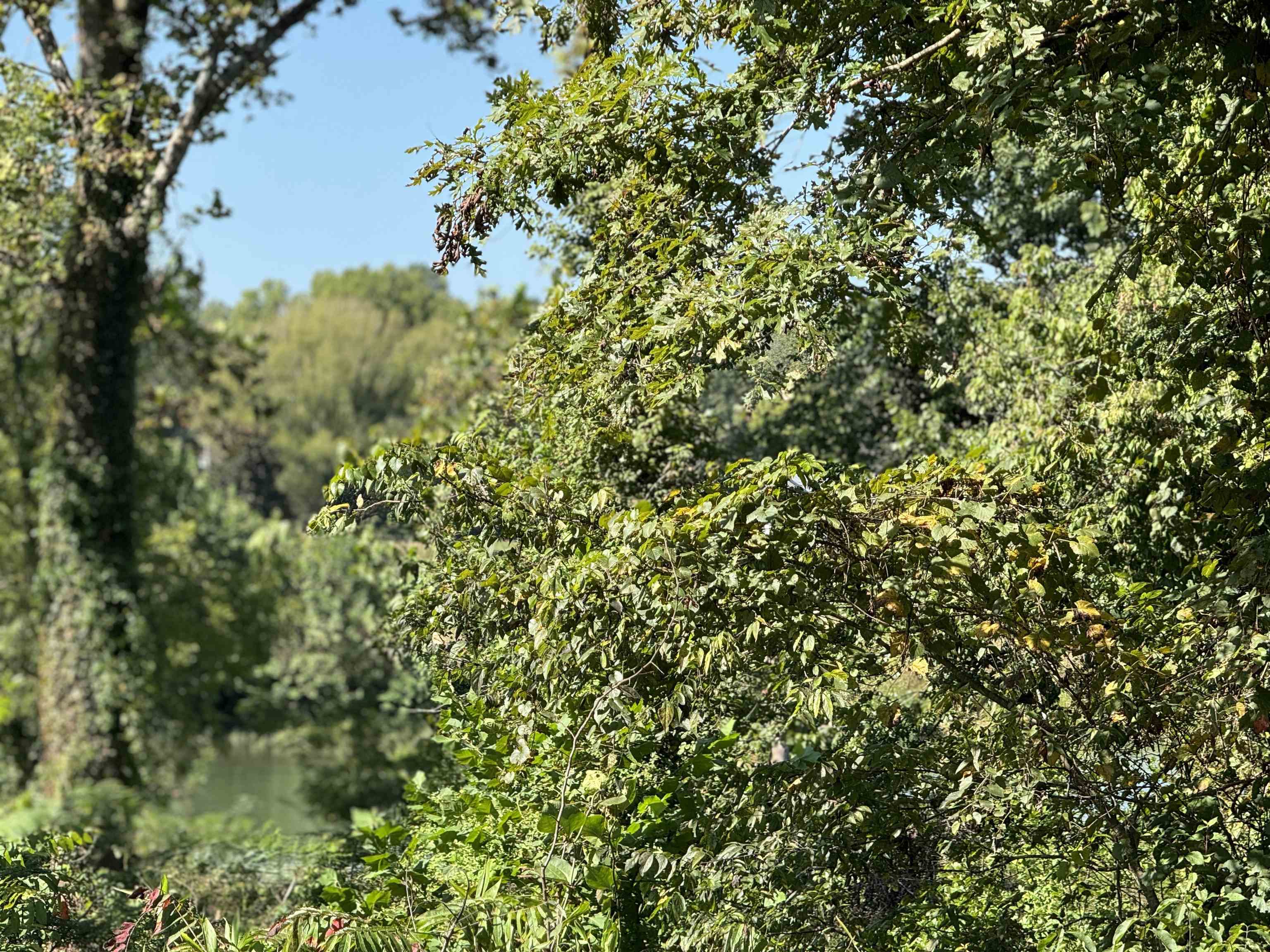 Tbd River Trace Property Photo 14