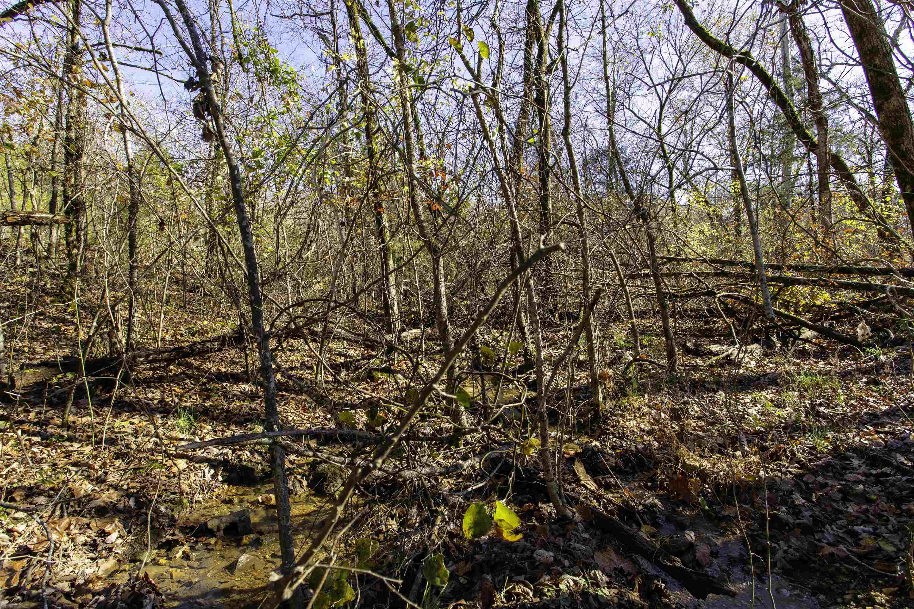 Tbd River Trace Property Photo 26
