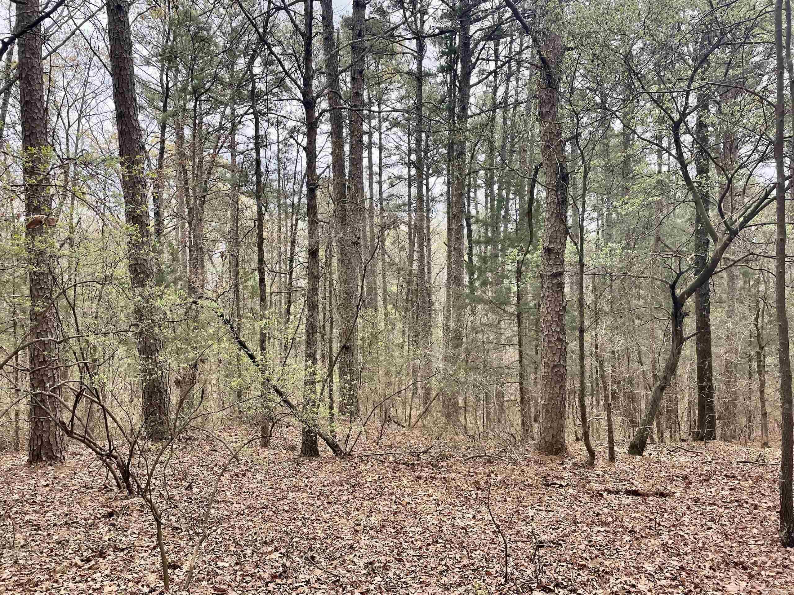 000 Bettis Mountain Road Property Photo 10