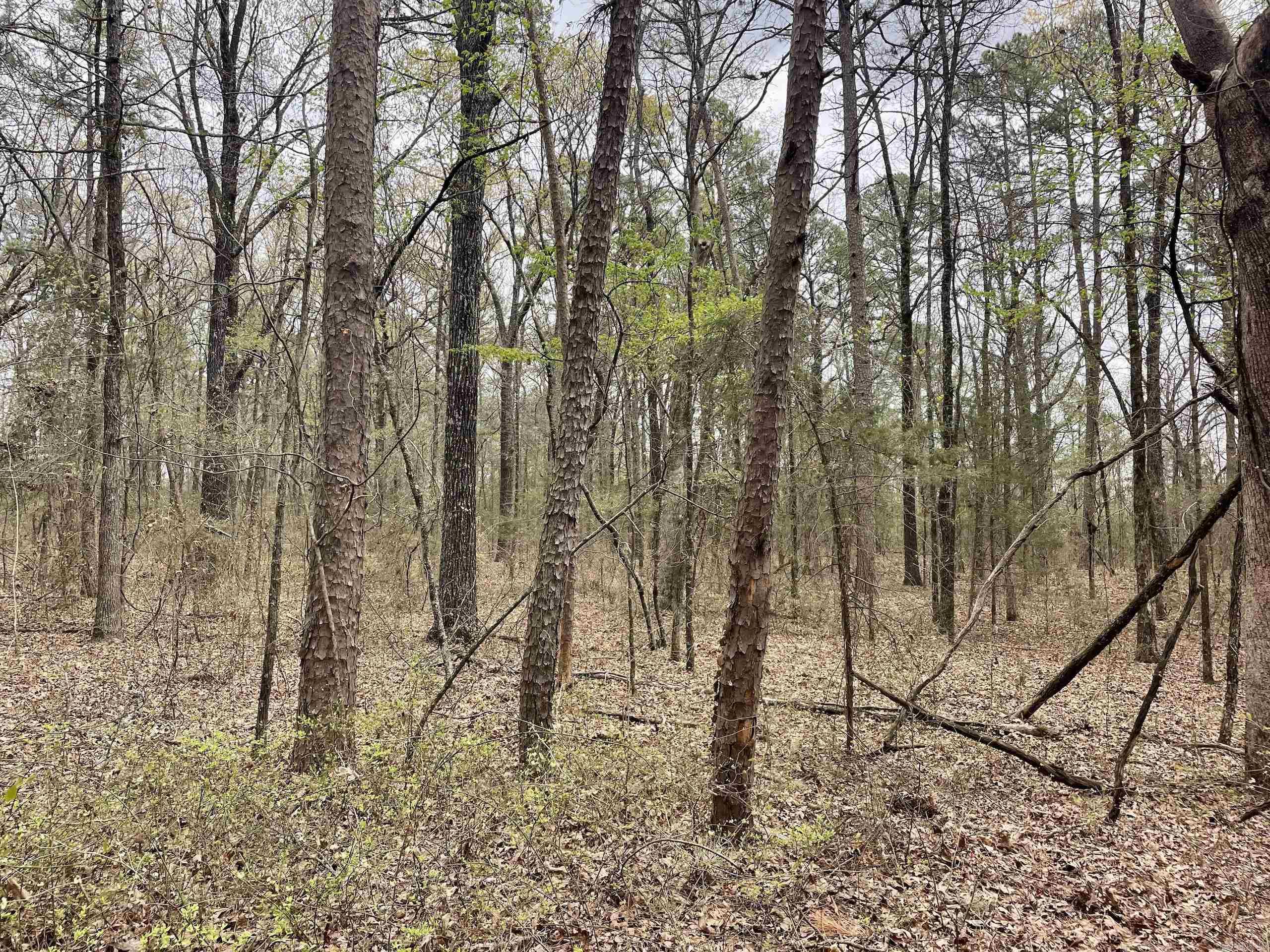 000 Bettis Mountain Road Property Photo 13