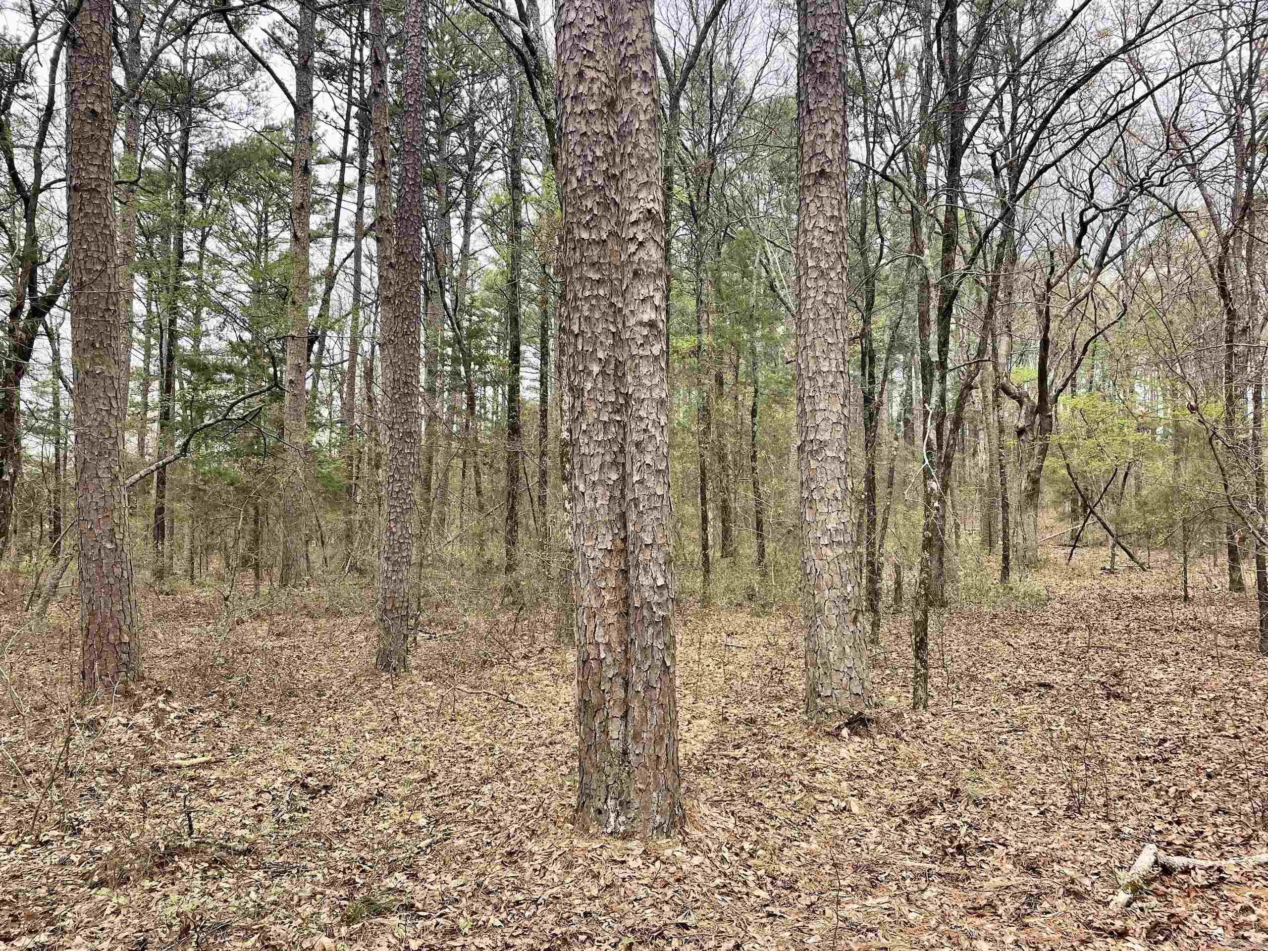 000 Bettis Mountain Road Property Photo 17