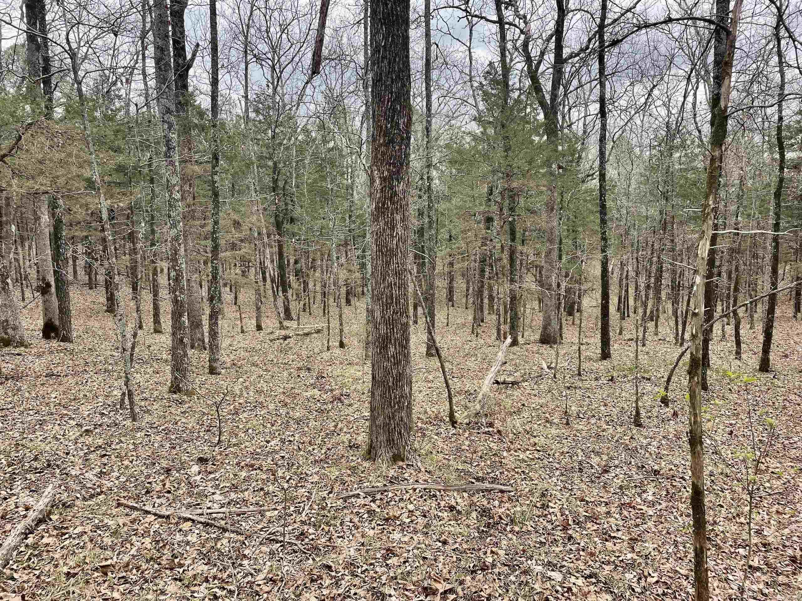 000 Bettis Mountain Road Property Photo 20