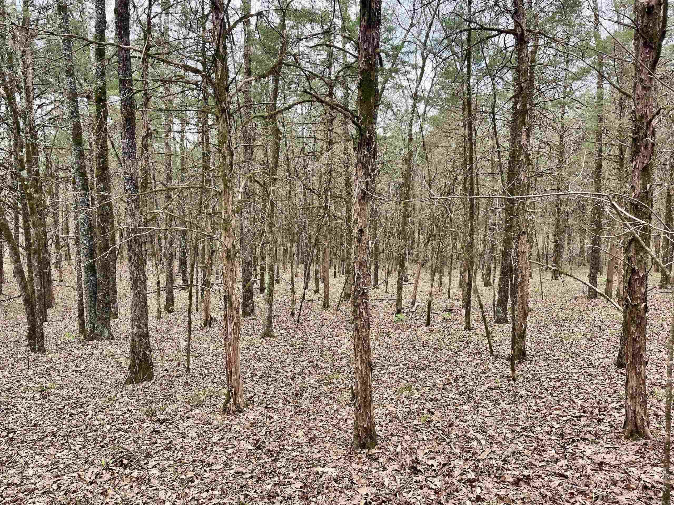000 Bettis Mountain Road Property Photo 23
