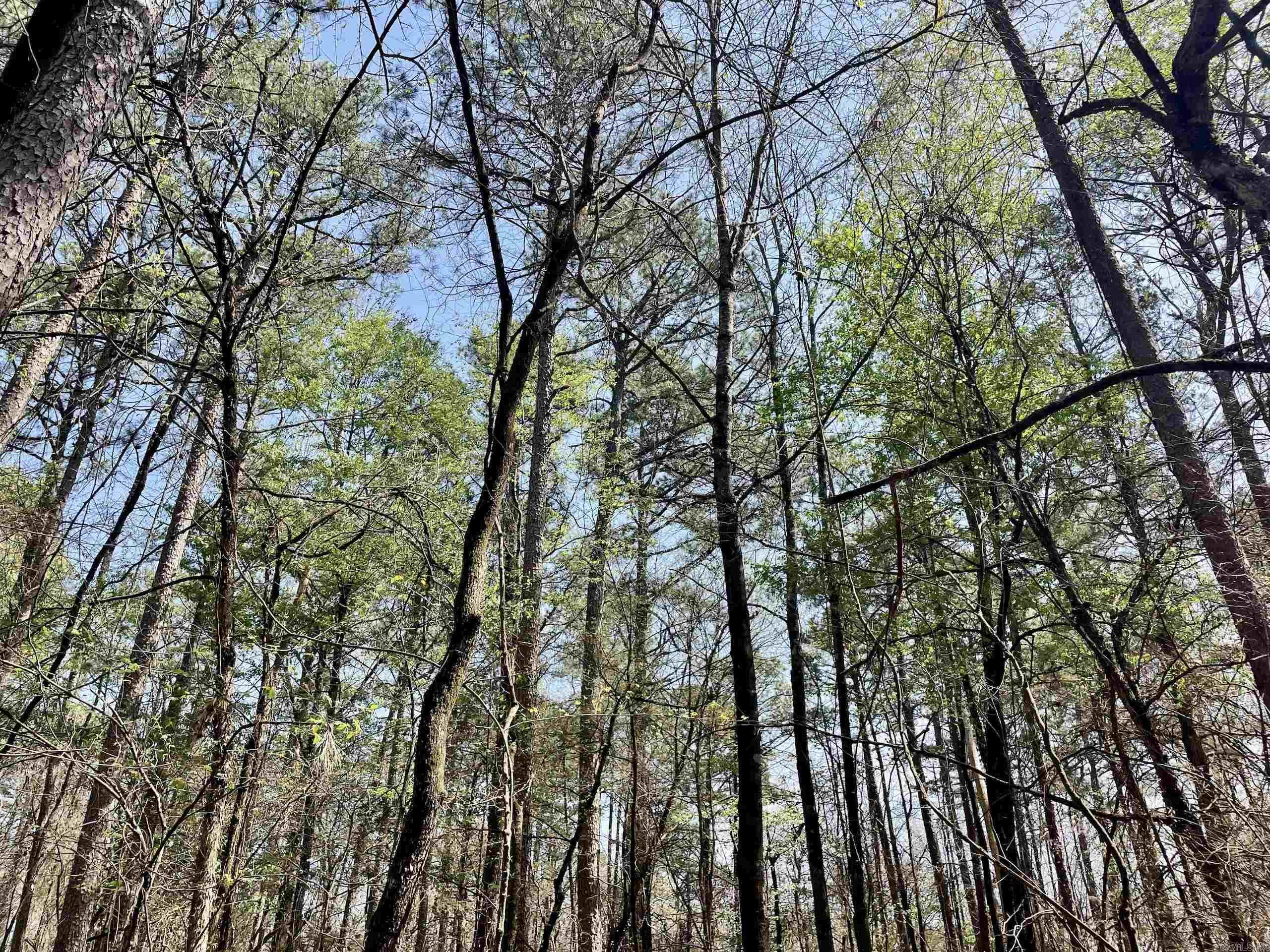 000 Pea Ridge Road Property Photo 17