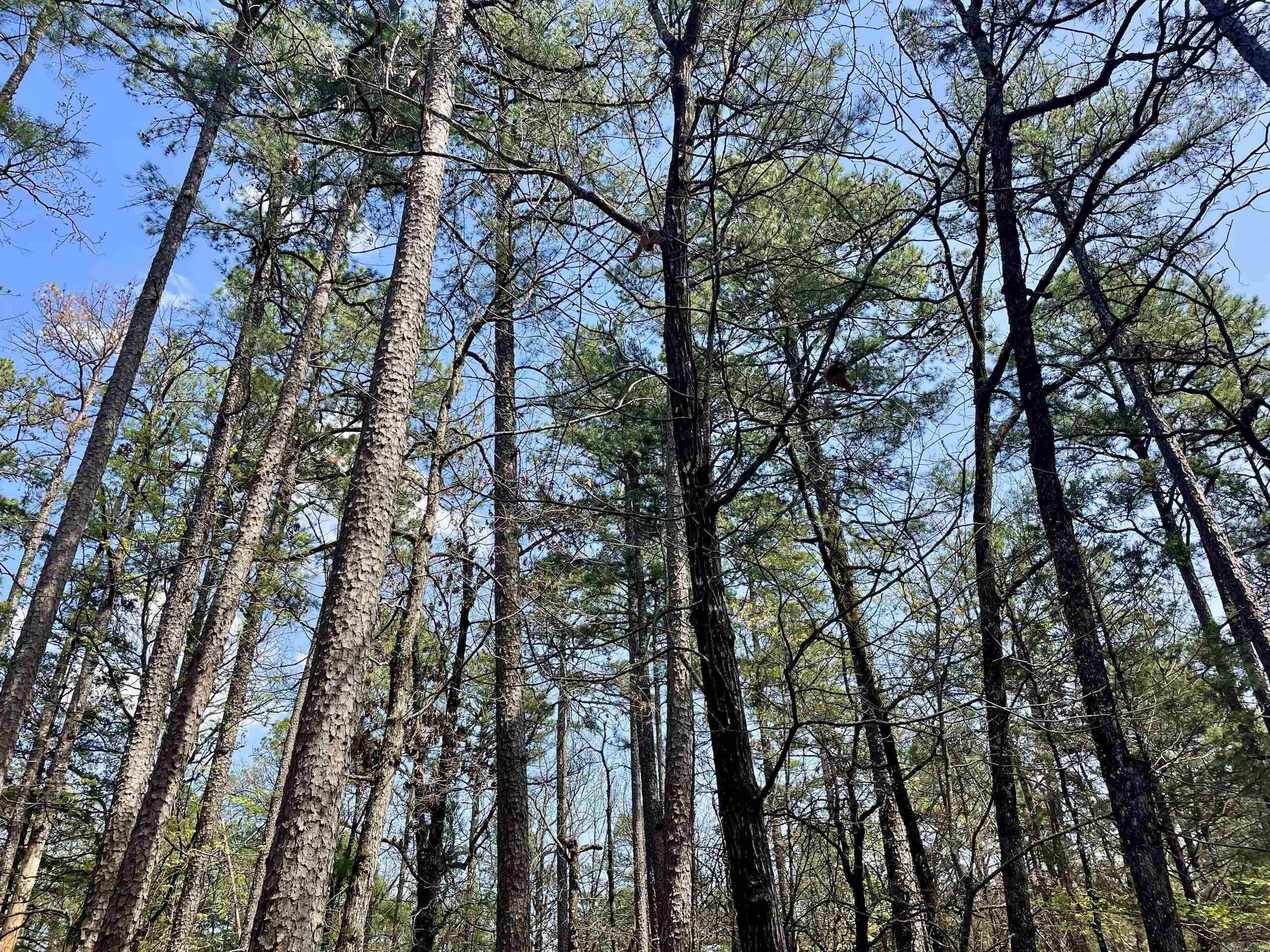 000 Pea Ridge Road Property Photo 37