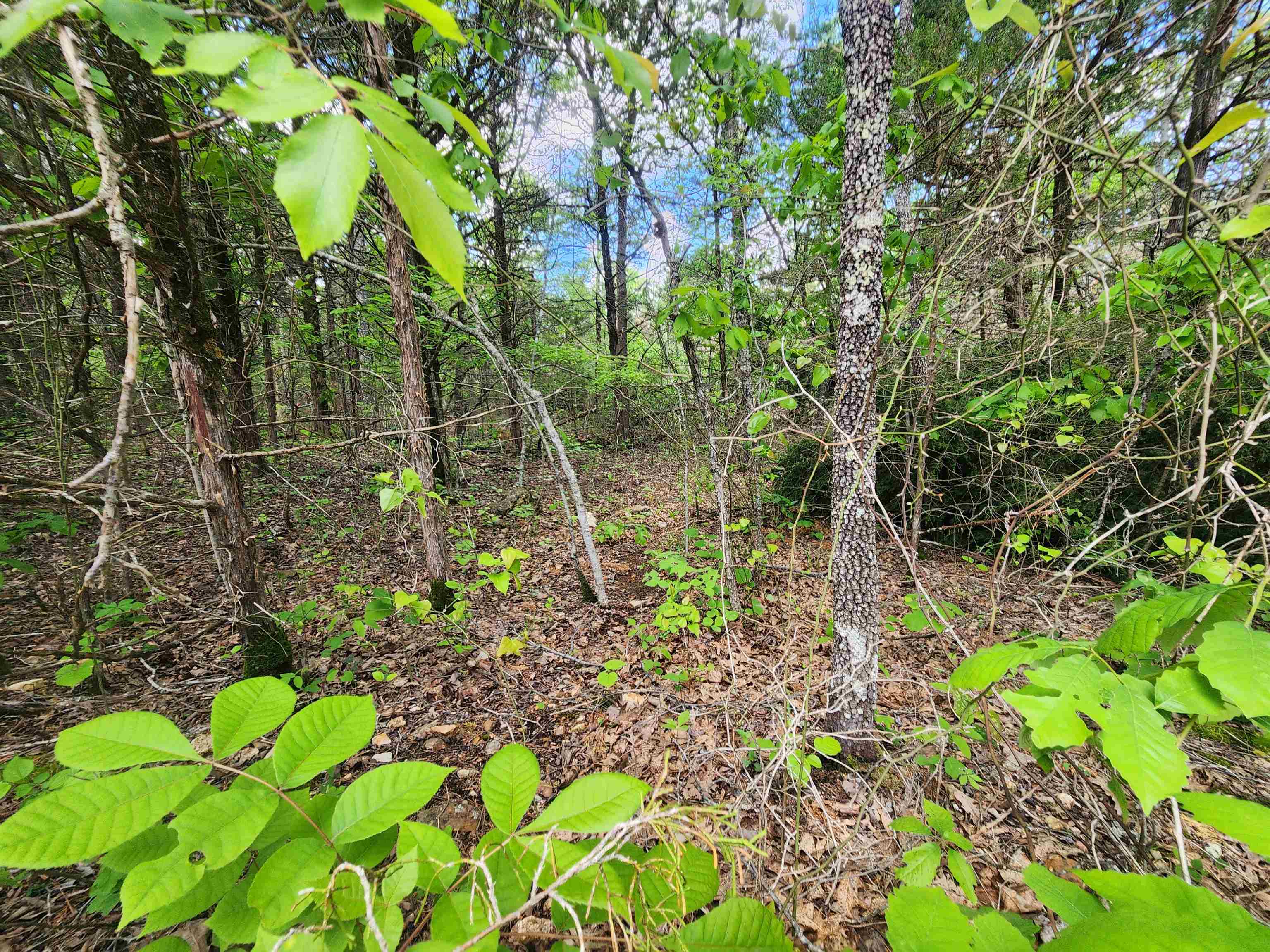 Strawberry Valley Road Property Photo 13