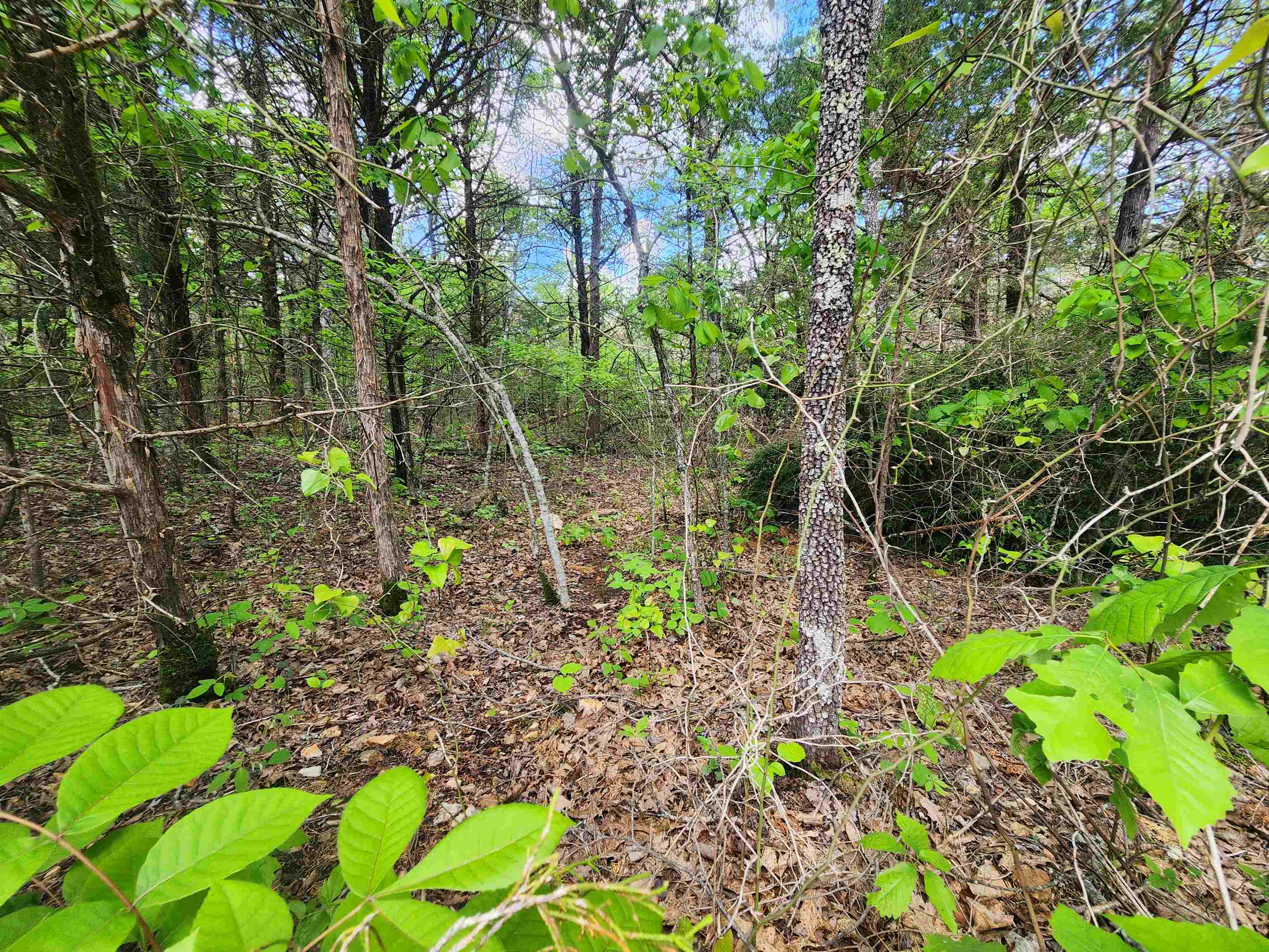 Strawberry Valley Road Property Photo 14