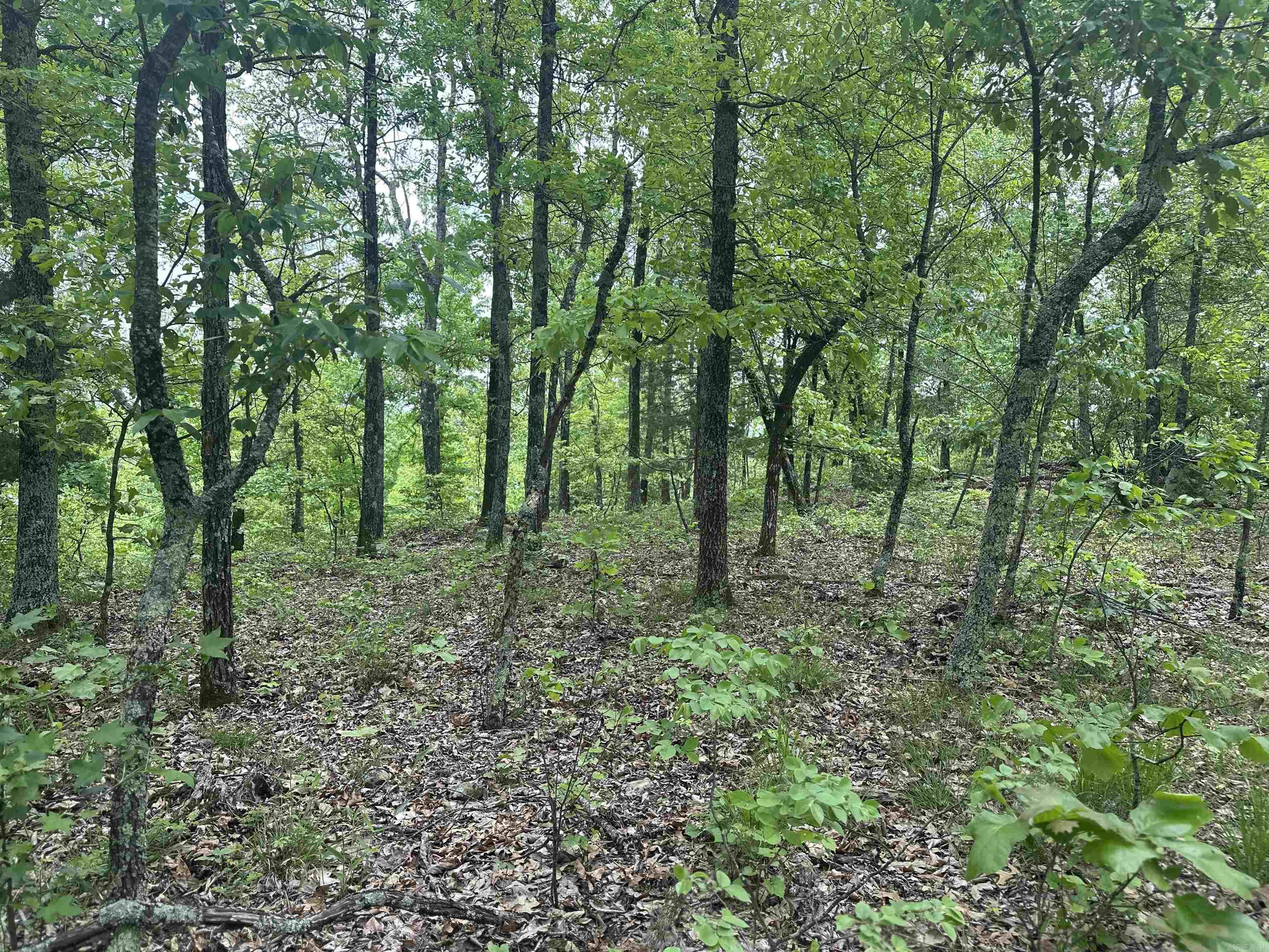 000 Holley Mtn Rd Property Photo 5