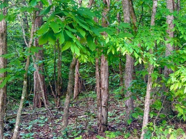 Lick Fork Drive Property Photo 4