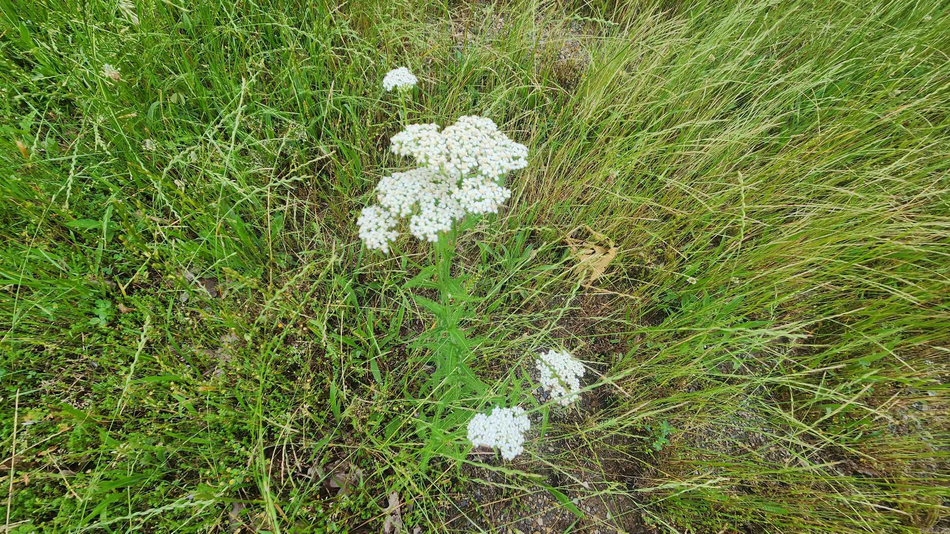 Tbd Murphy Rd Property Photo 16