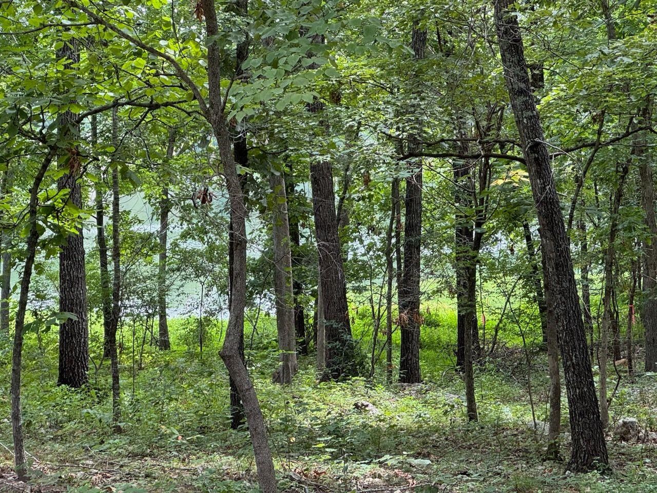 Monongahela Drive Property Photo 3