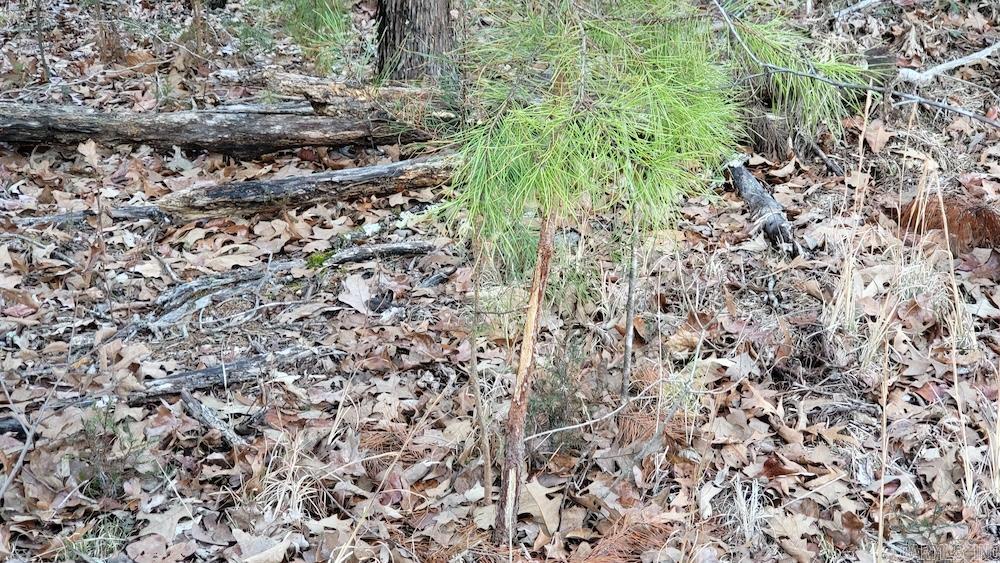 Punkin Flat Road Property Photo 32