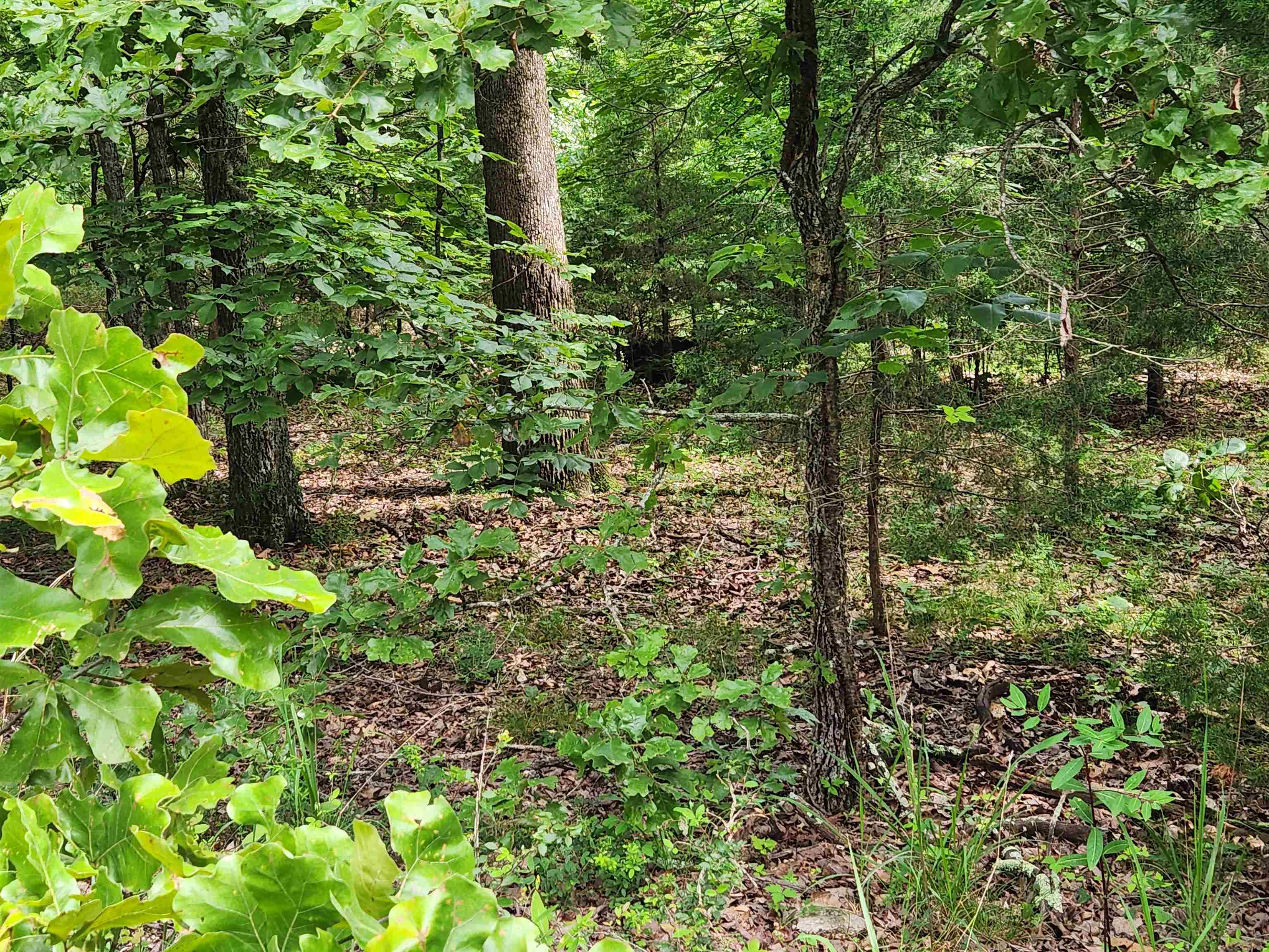 L21b1 Coyotero Trace Property Photo 12