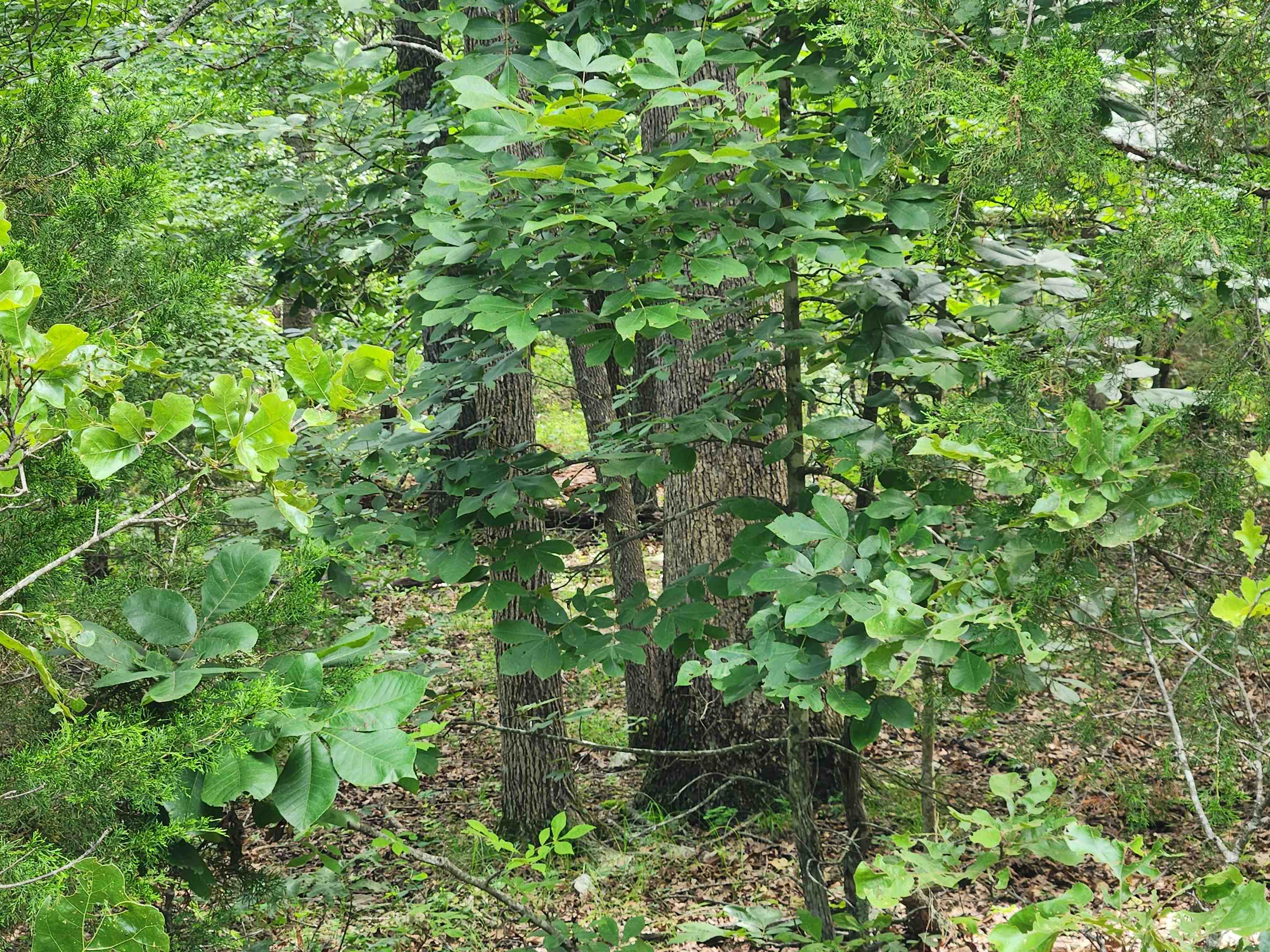L21b1 Coyotero Trace Property Photo 14