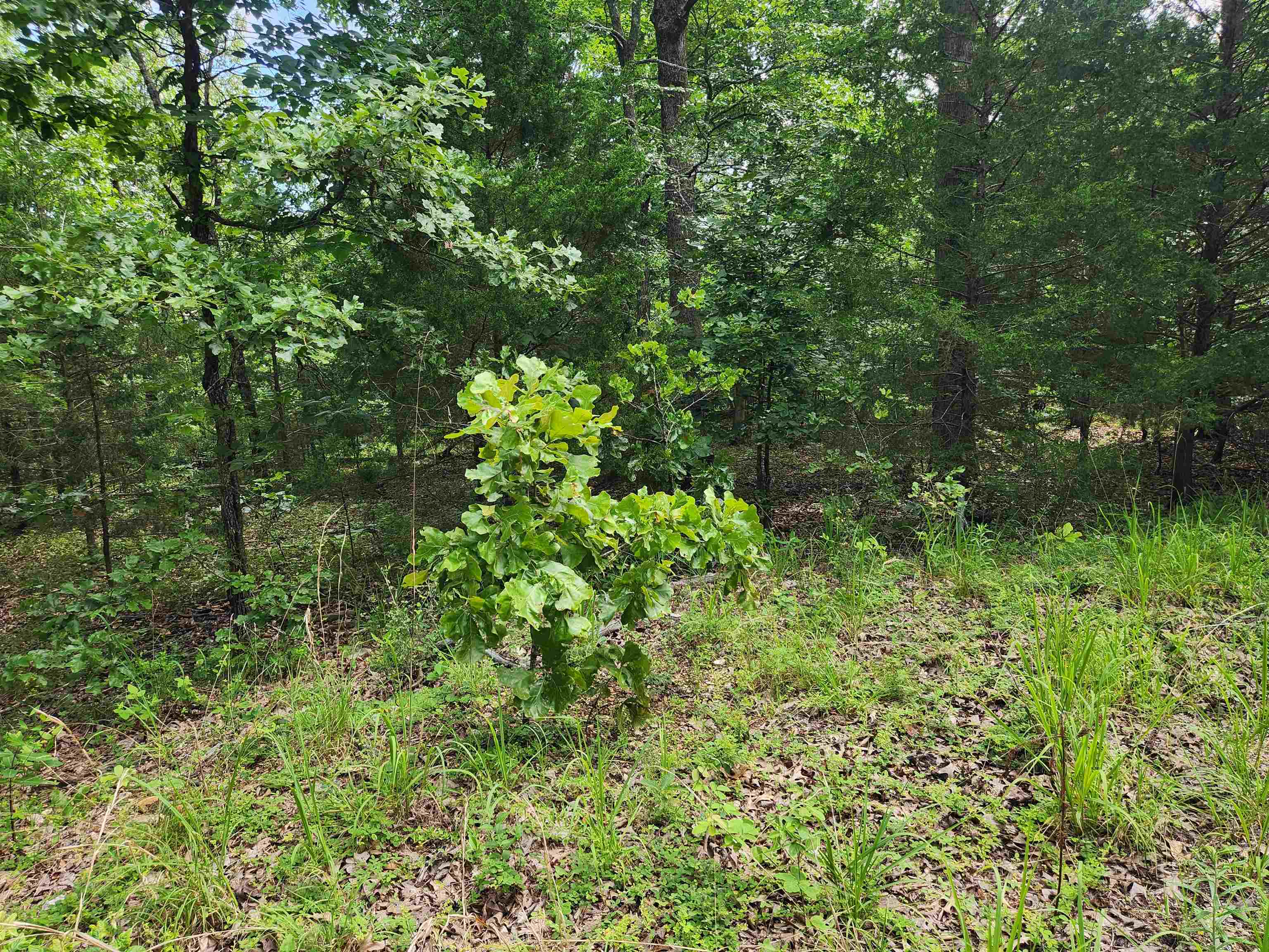L21b1 Coyotero Trace Property Photo 22