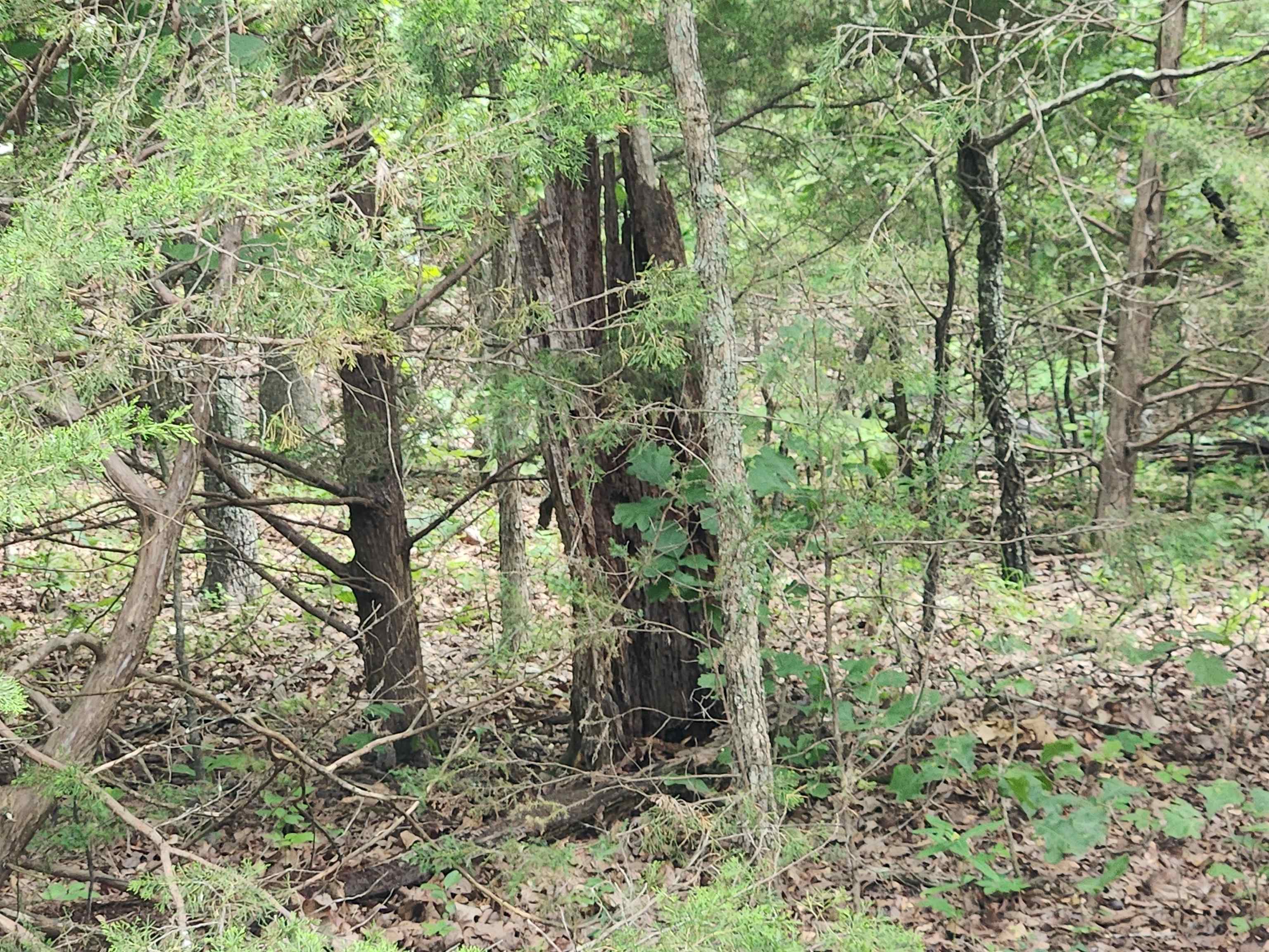 L21b1 Coyotero Trace Property Photo 24