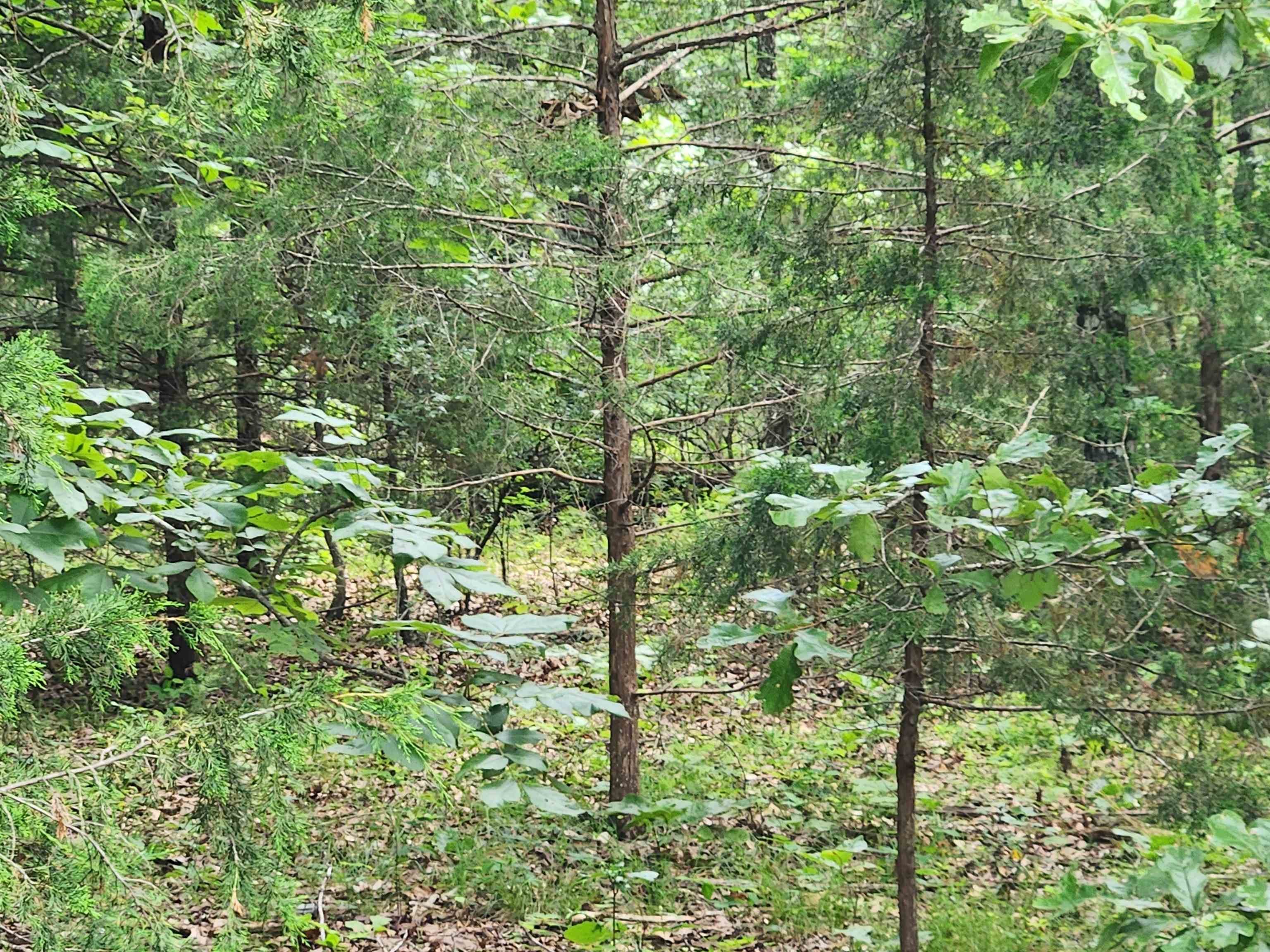 L21b1 Coyotero Trace Property Photo 25