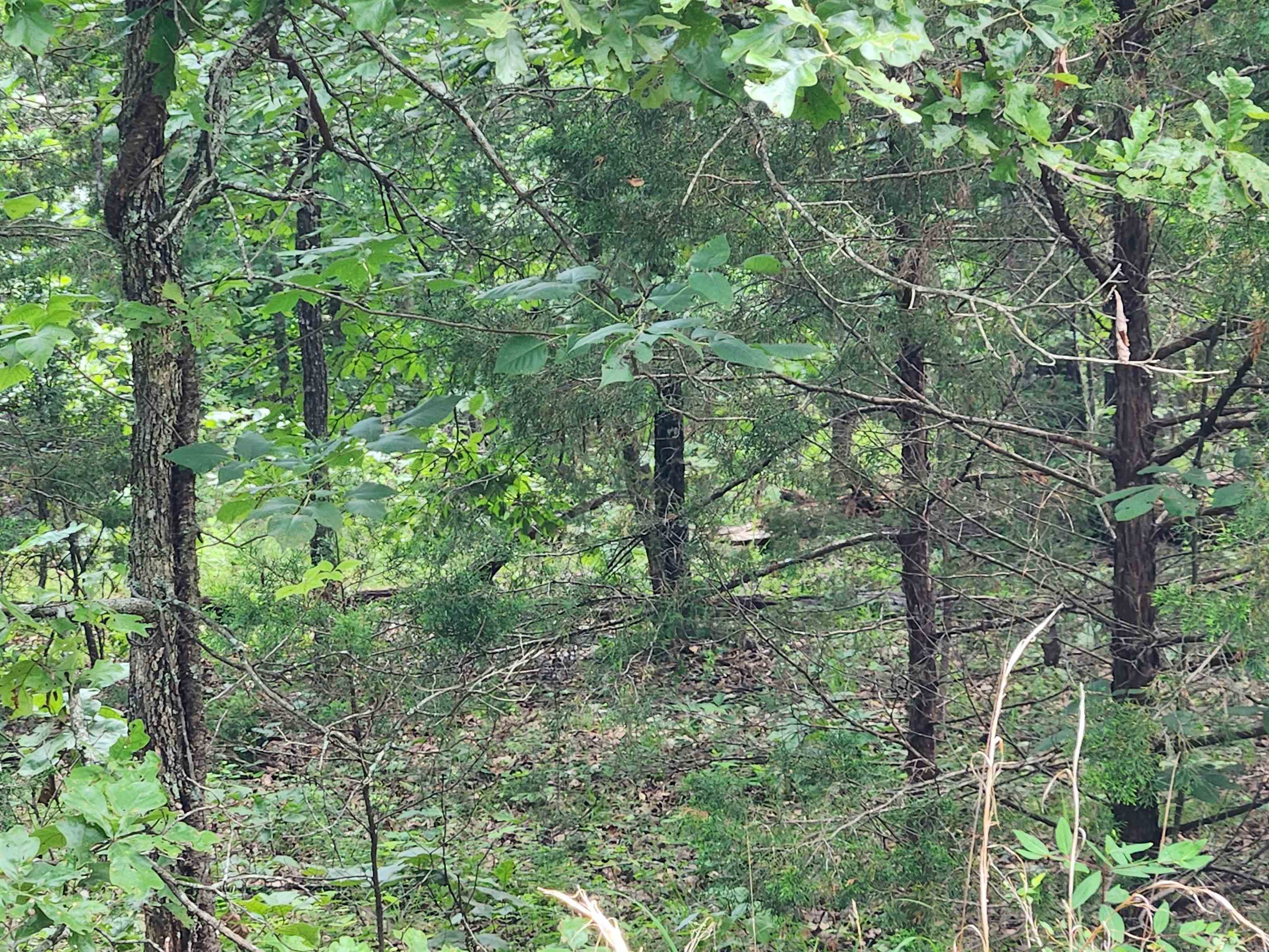 L21b1 Coyotero Trace Property Photo 26