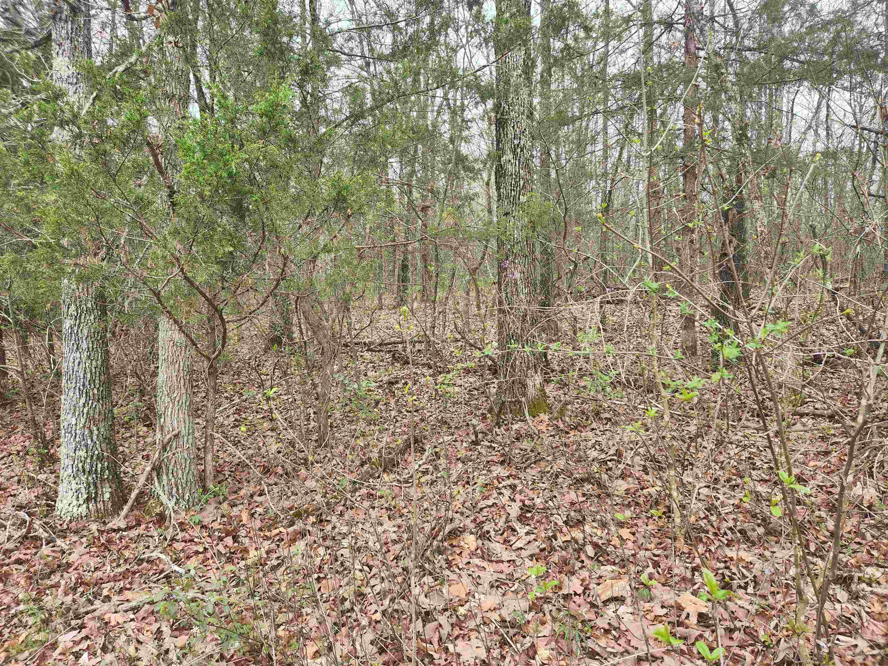 Pinal Circle Property Photo 15