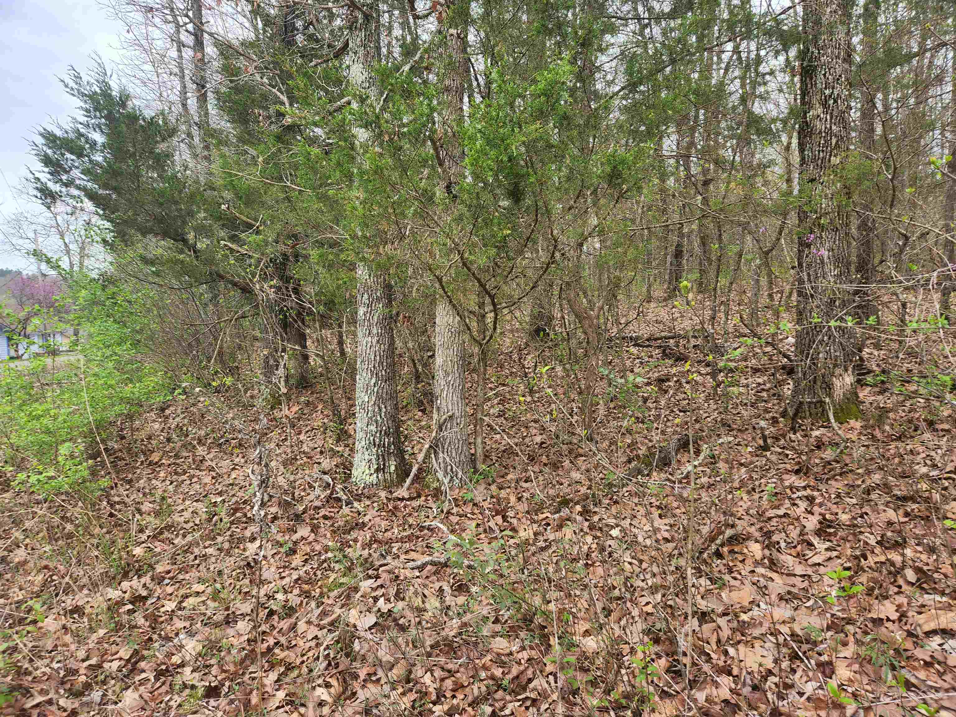 Pinal Circle Property Photo 18