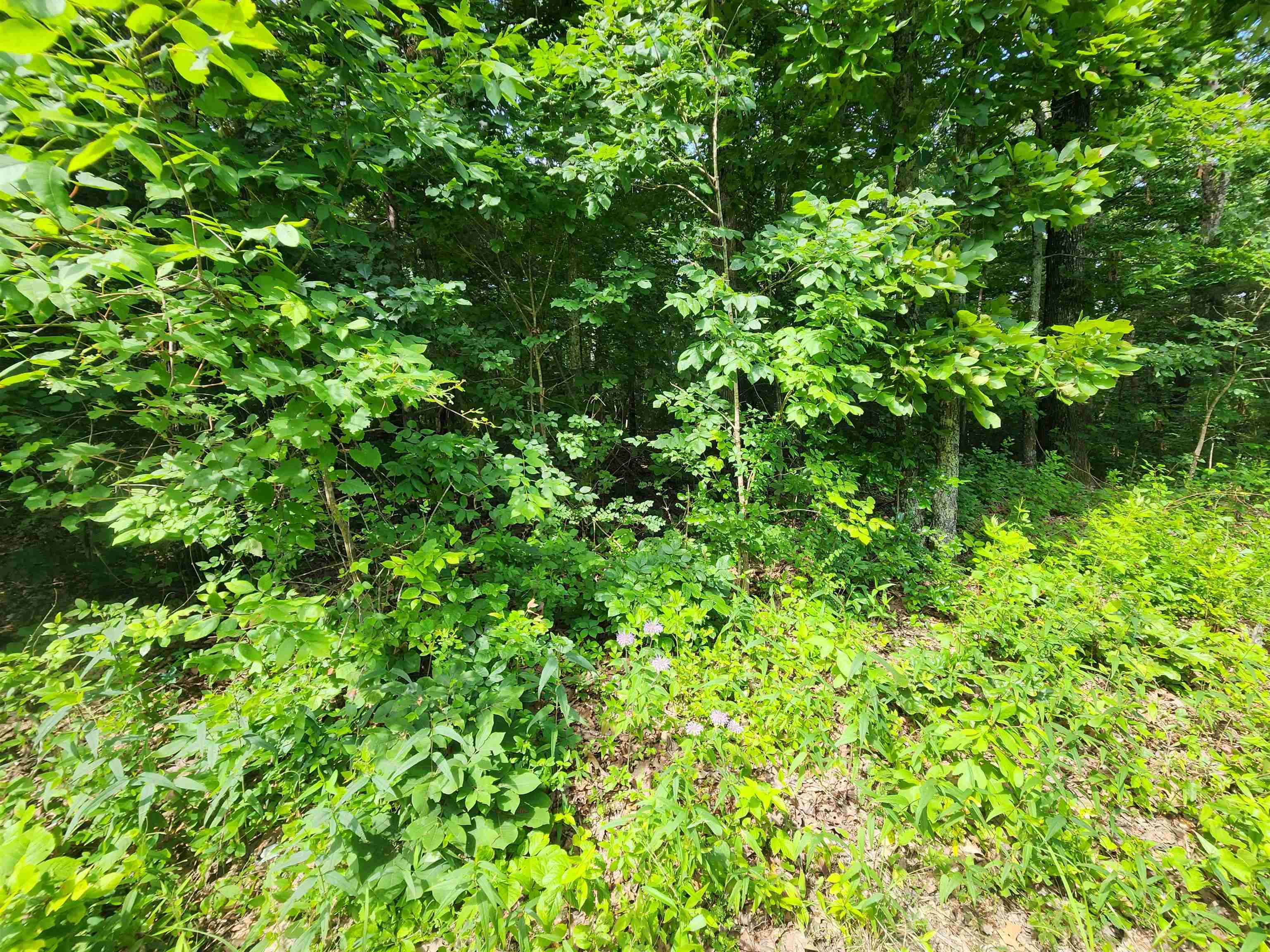 Pinal Circle Property Photo 24
