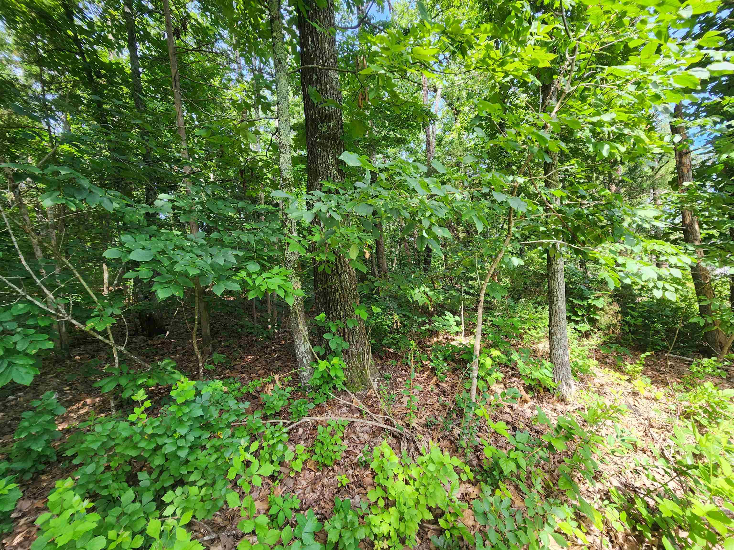 Pinal Circle Property Photo 31