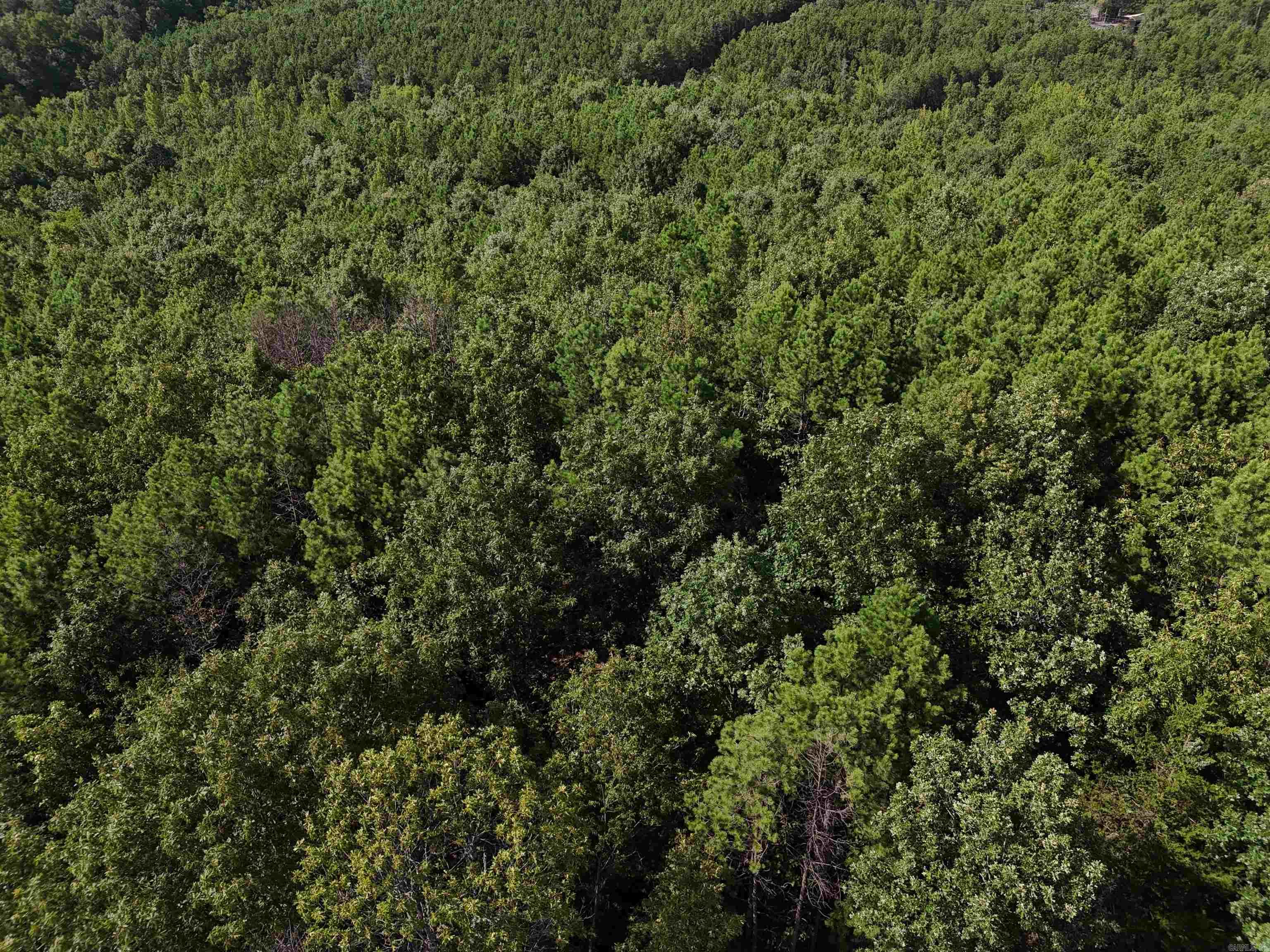 Lot 11 Polk Road 78 Property Photo 3