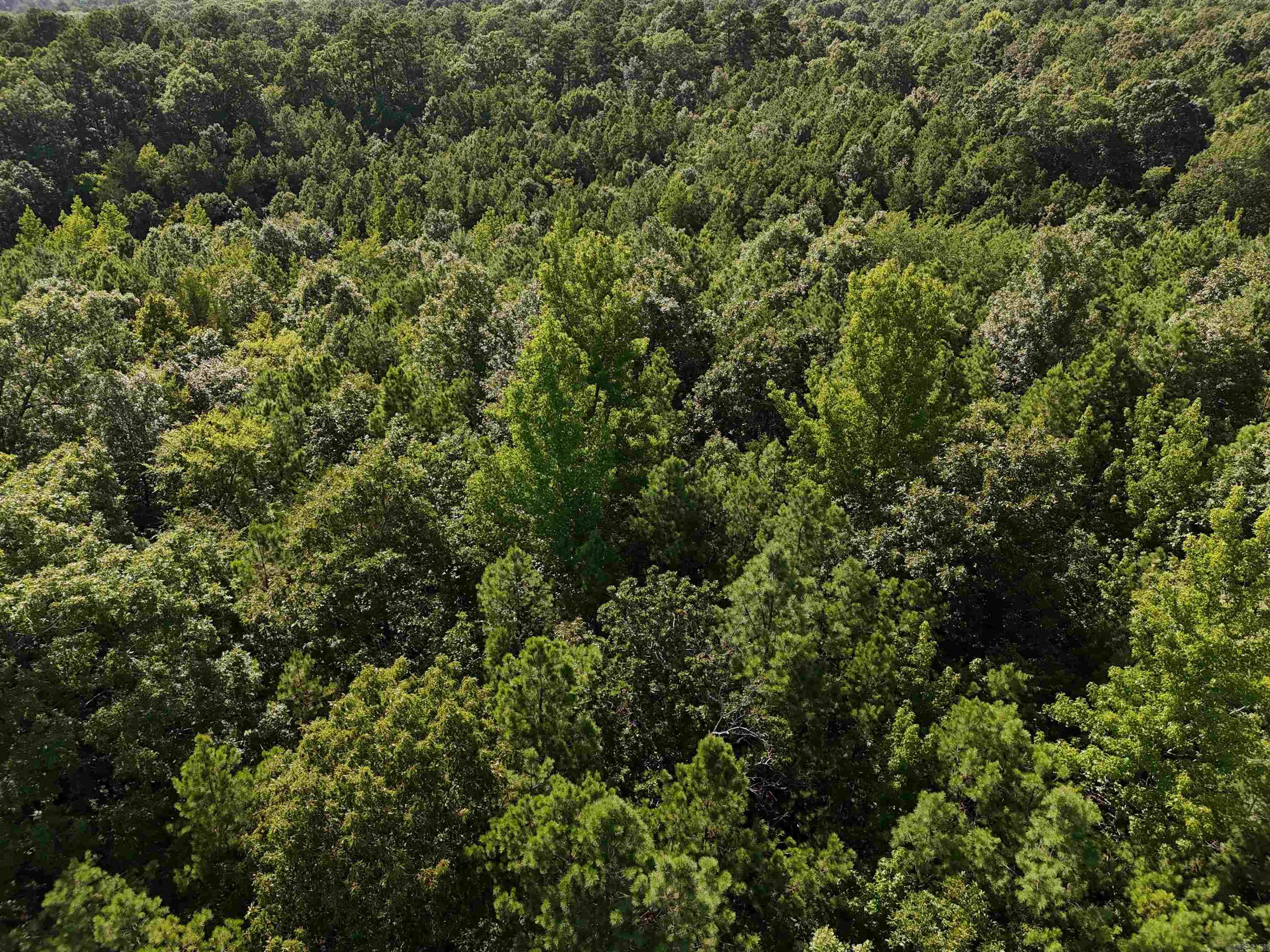 Lot 18 Polk Road 78 Property Photo 3