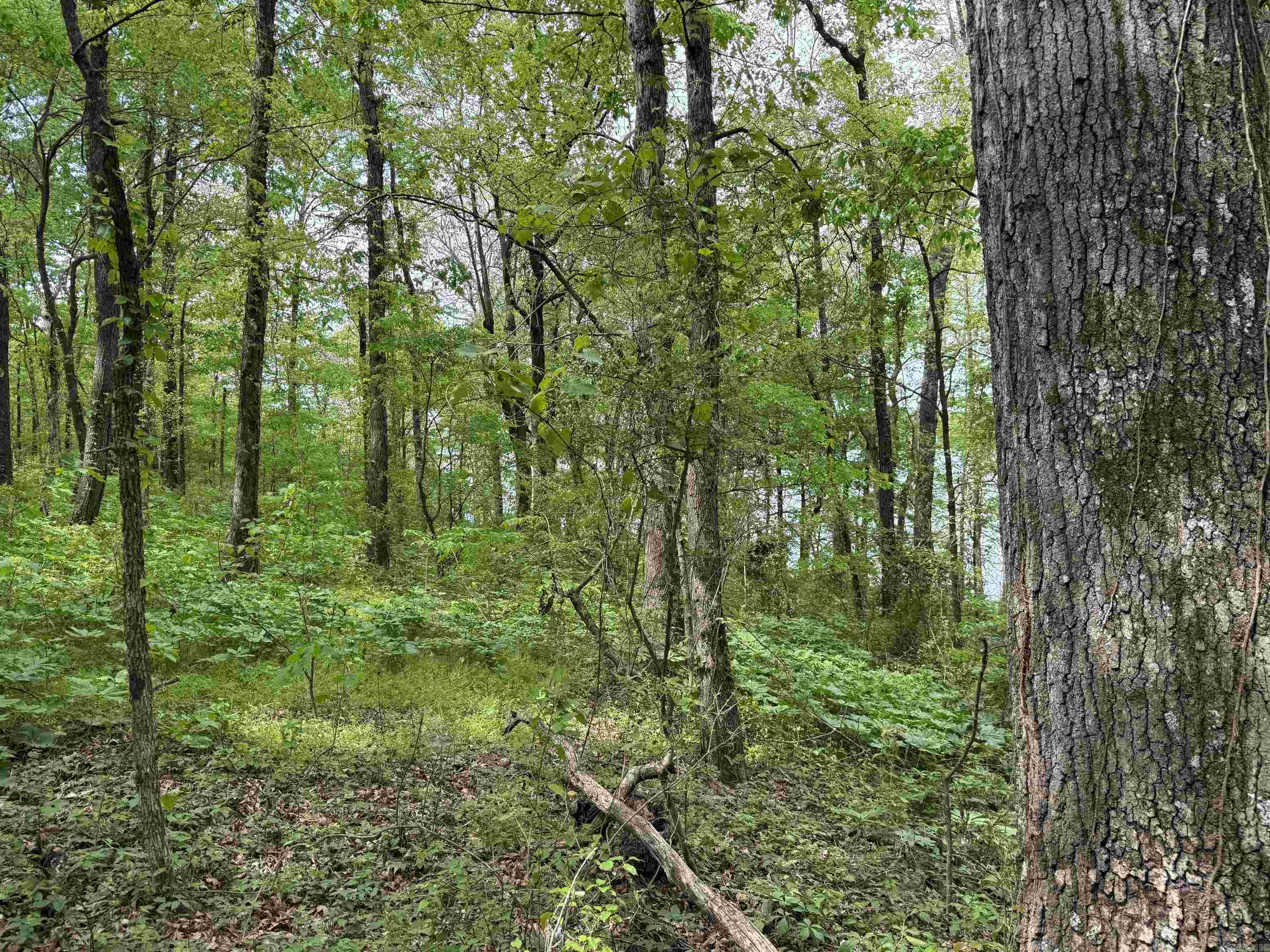 Tract 1 East Bay Road Property Photo 39