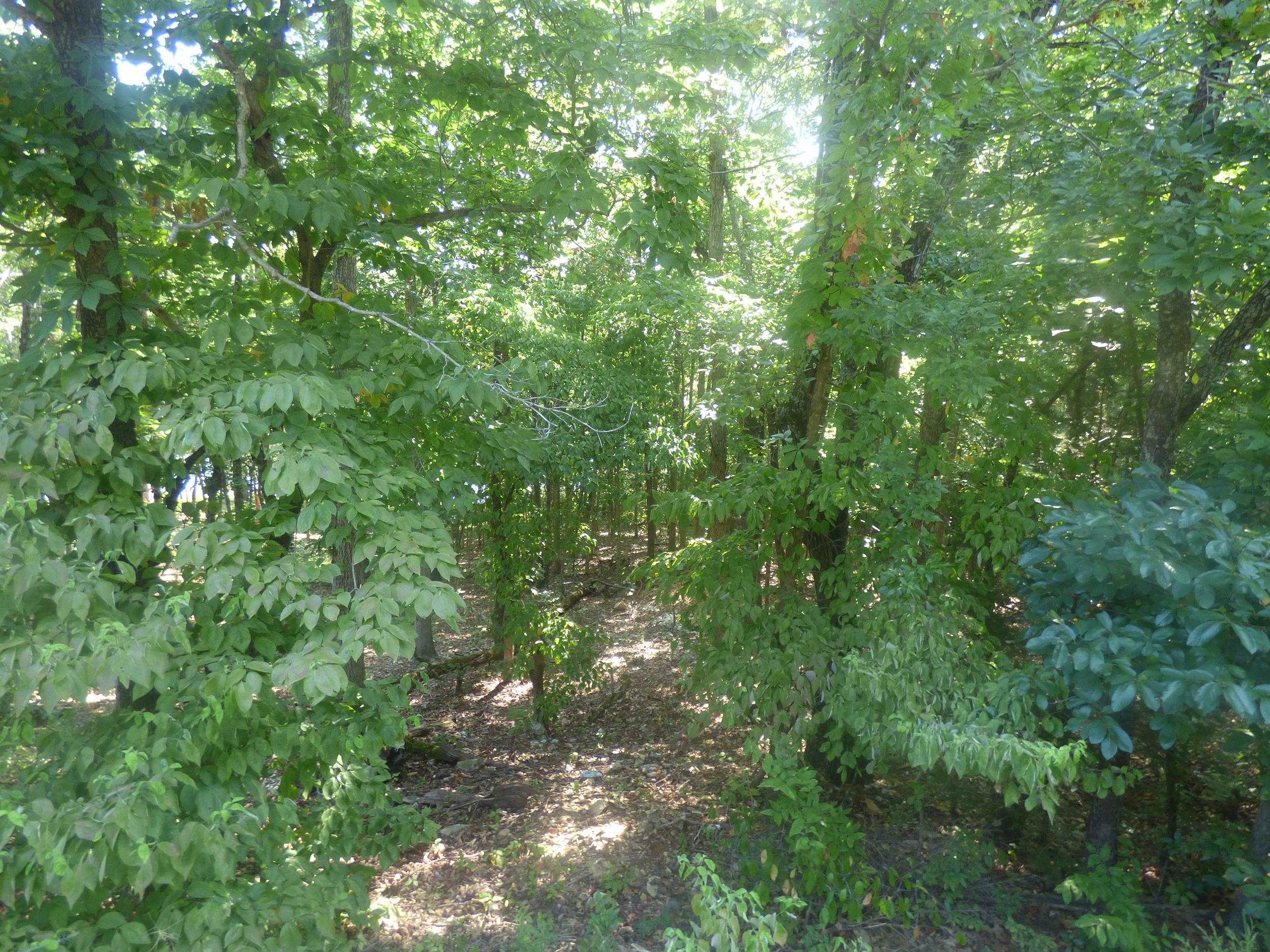 Chesapeake Drive Property Photo 5