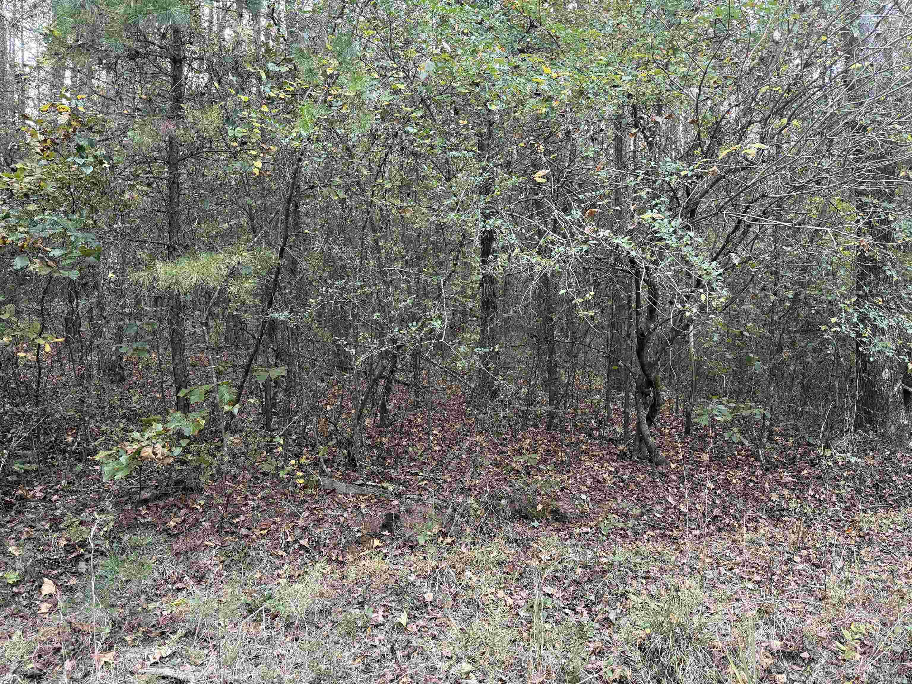 141 Duncan Ln Property Photo 8