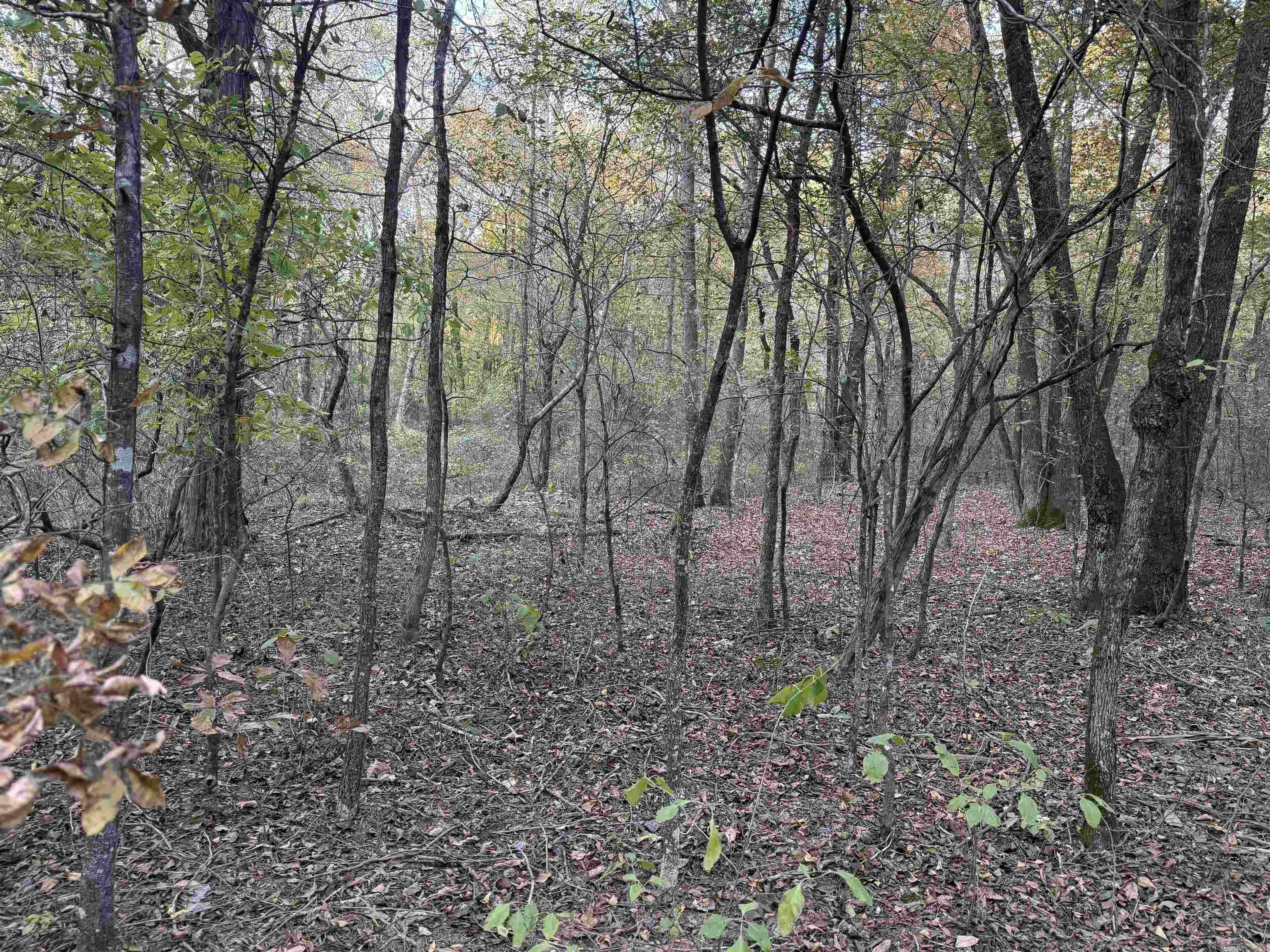 141 Duncan Ln Property Photo 9