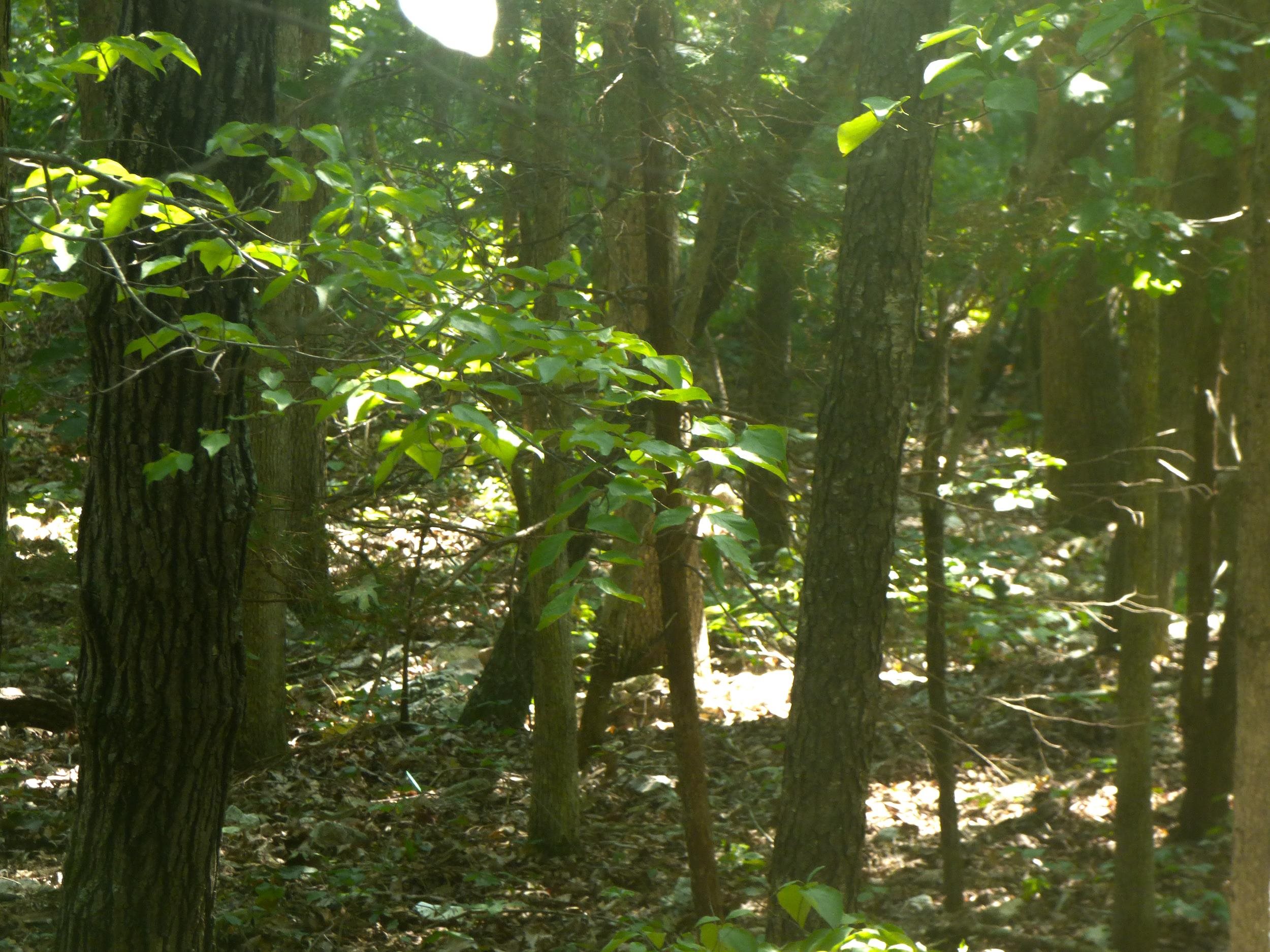 Okfuskee Lane Property Photo 3